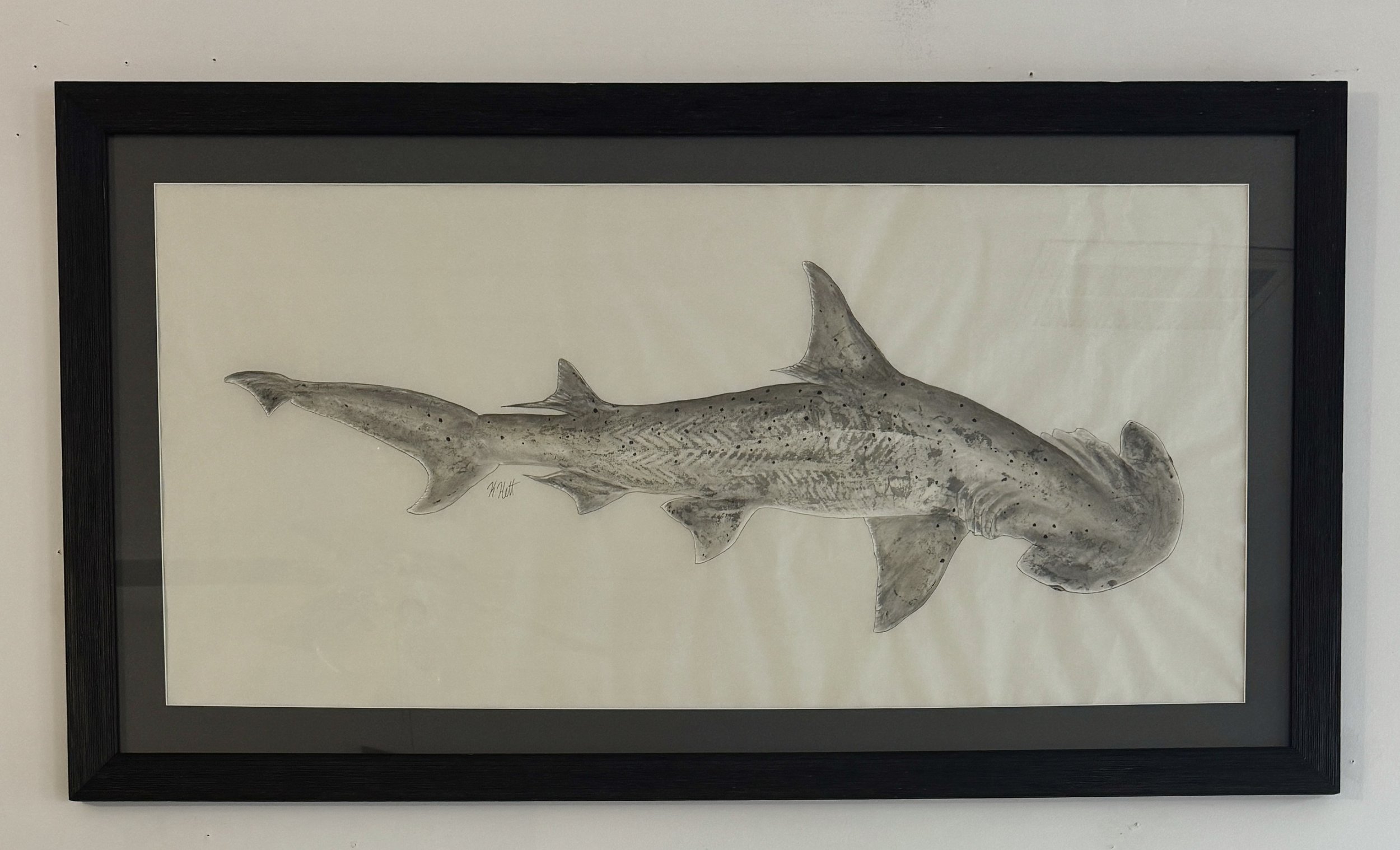 Bonnethead Shark.jpg