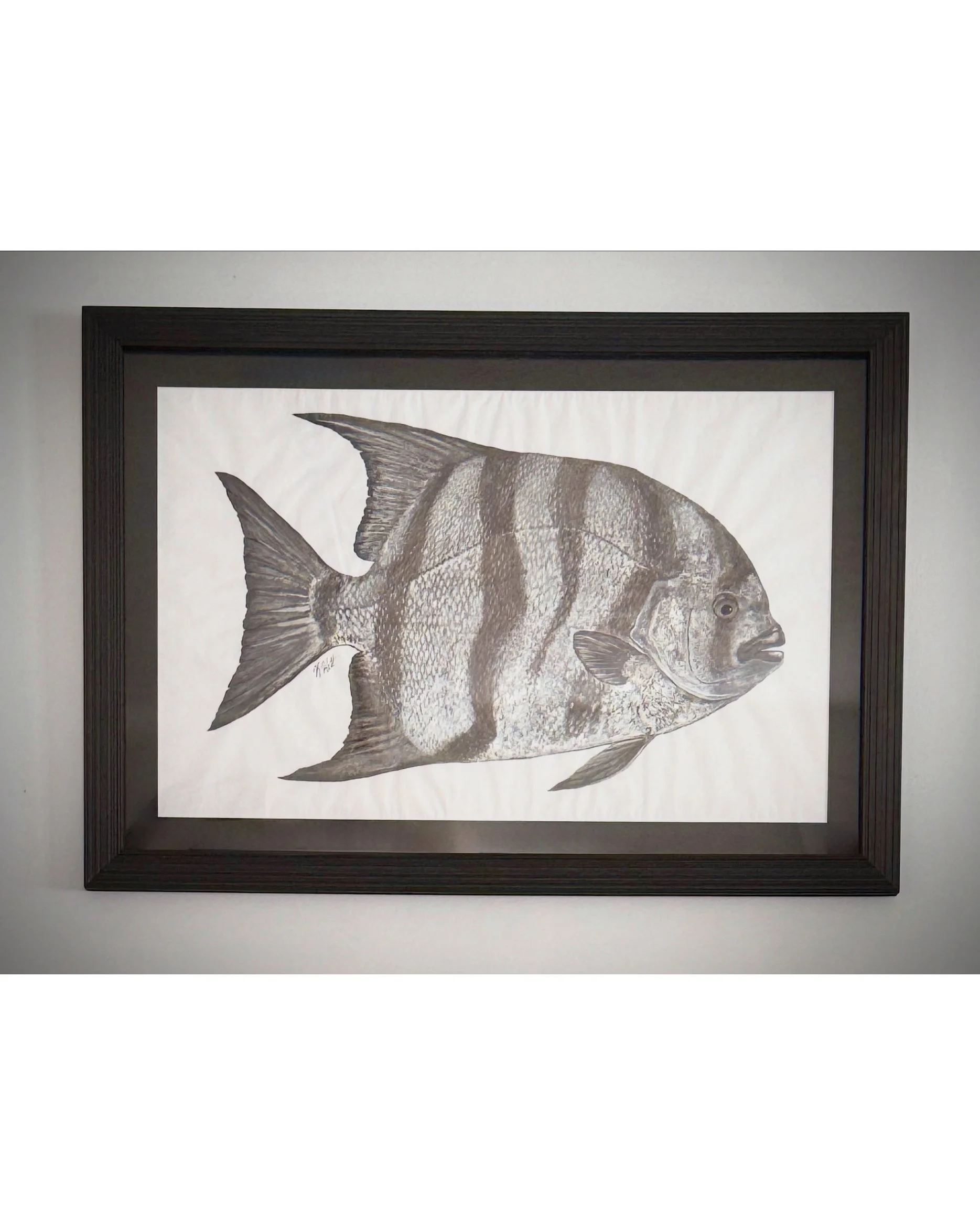 Atlantic Spadefish