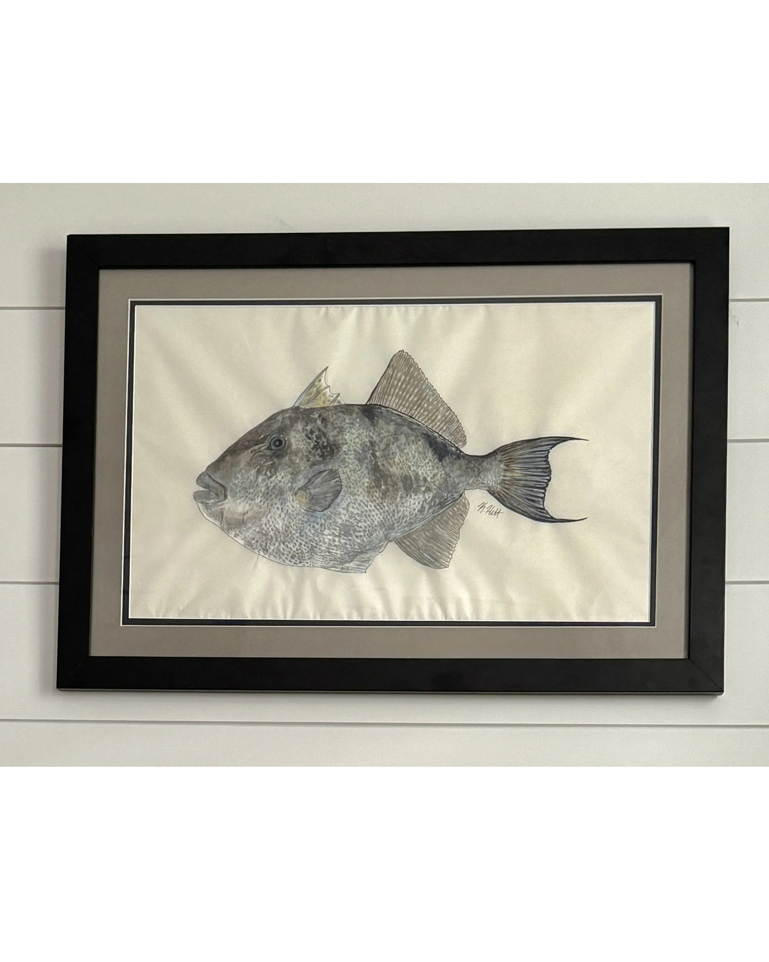 Grey Triggerfish