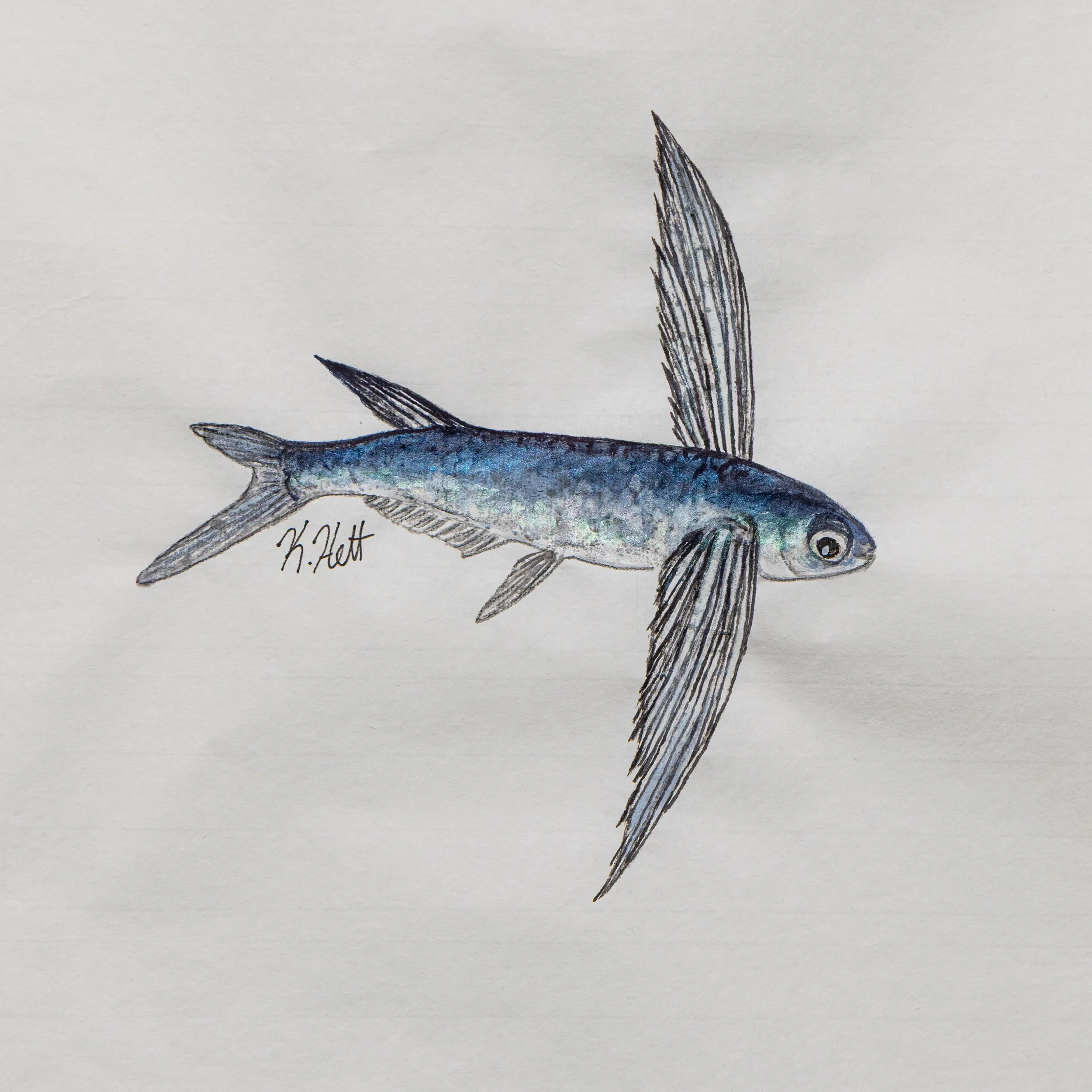 10. Flying Fish.jpg