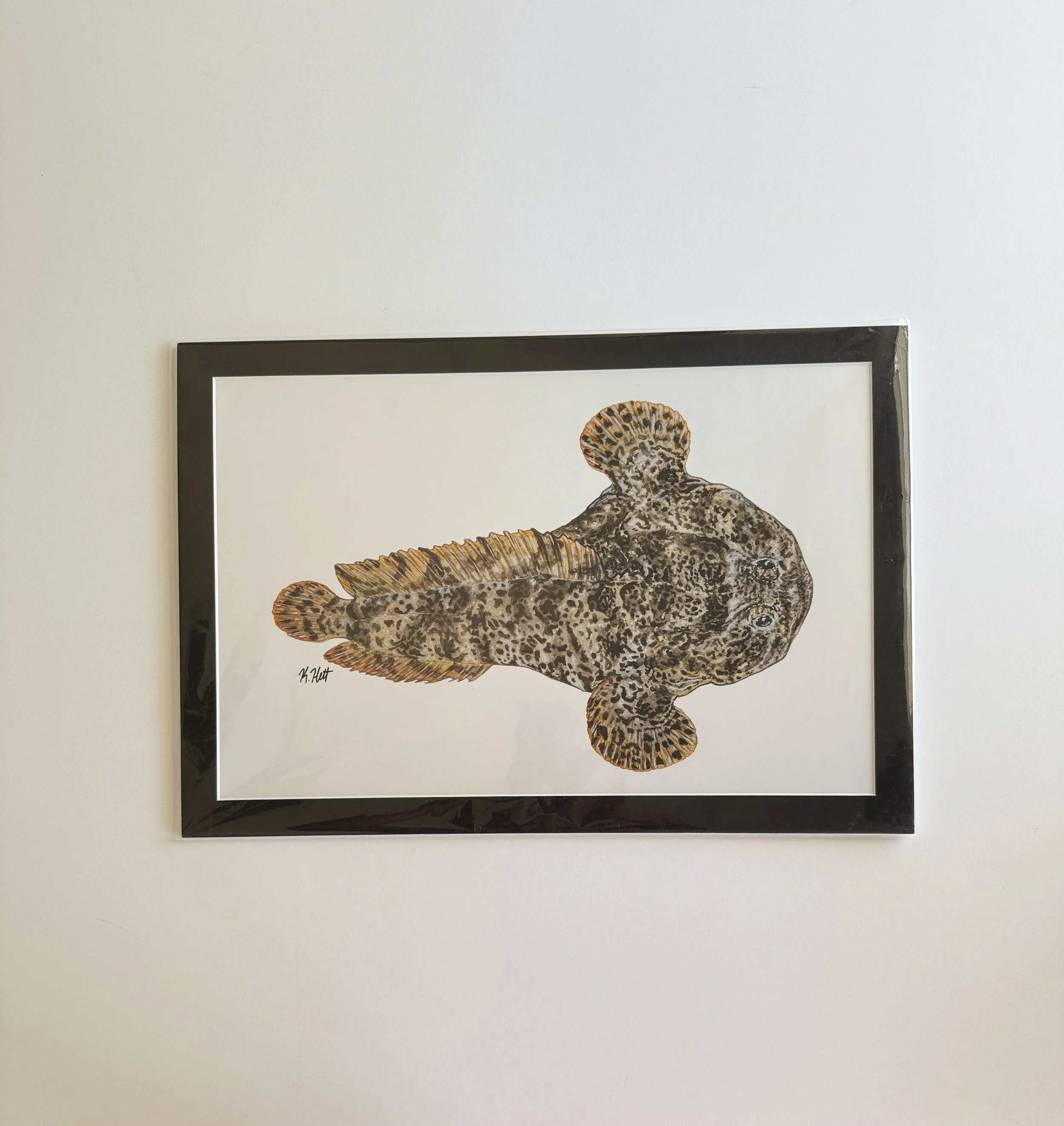 Oyster Toadfish