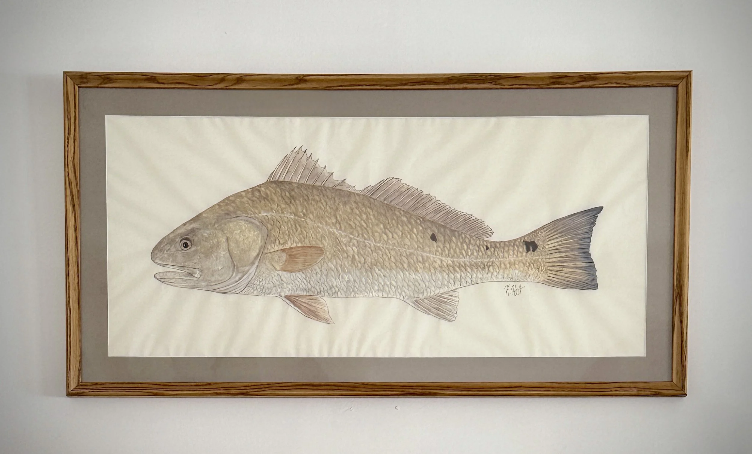 Framed illustration of a fish with detailed scales and fins on a plain background.