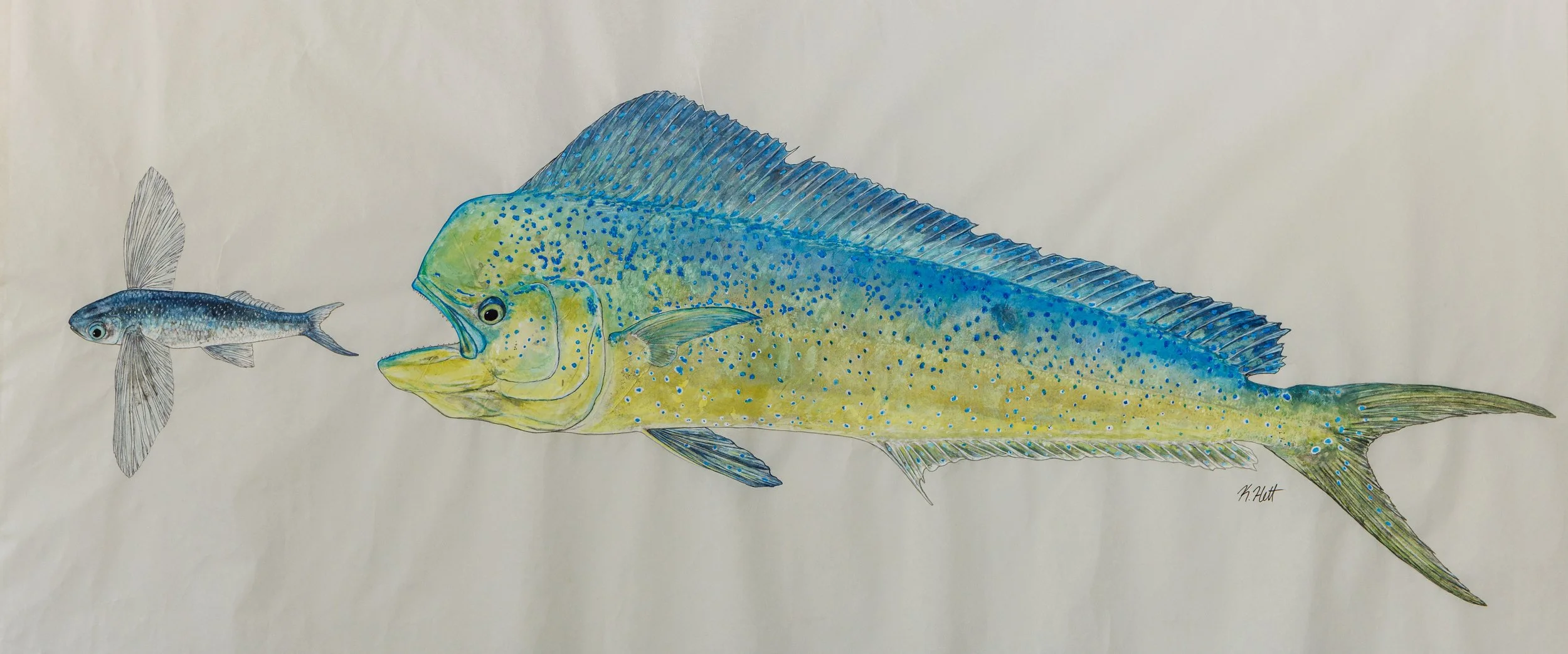 Mahi-mahi chasing Flying Fish