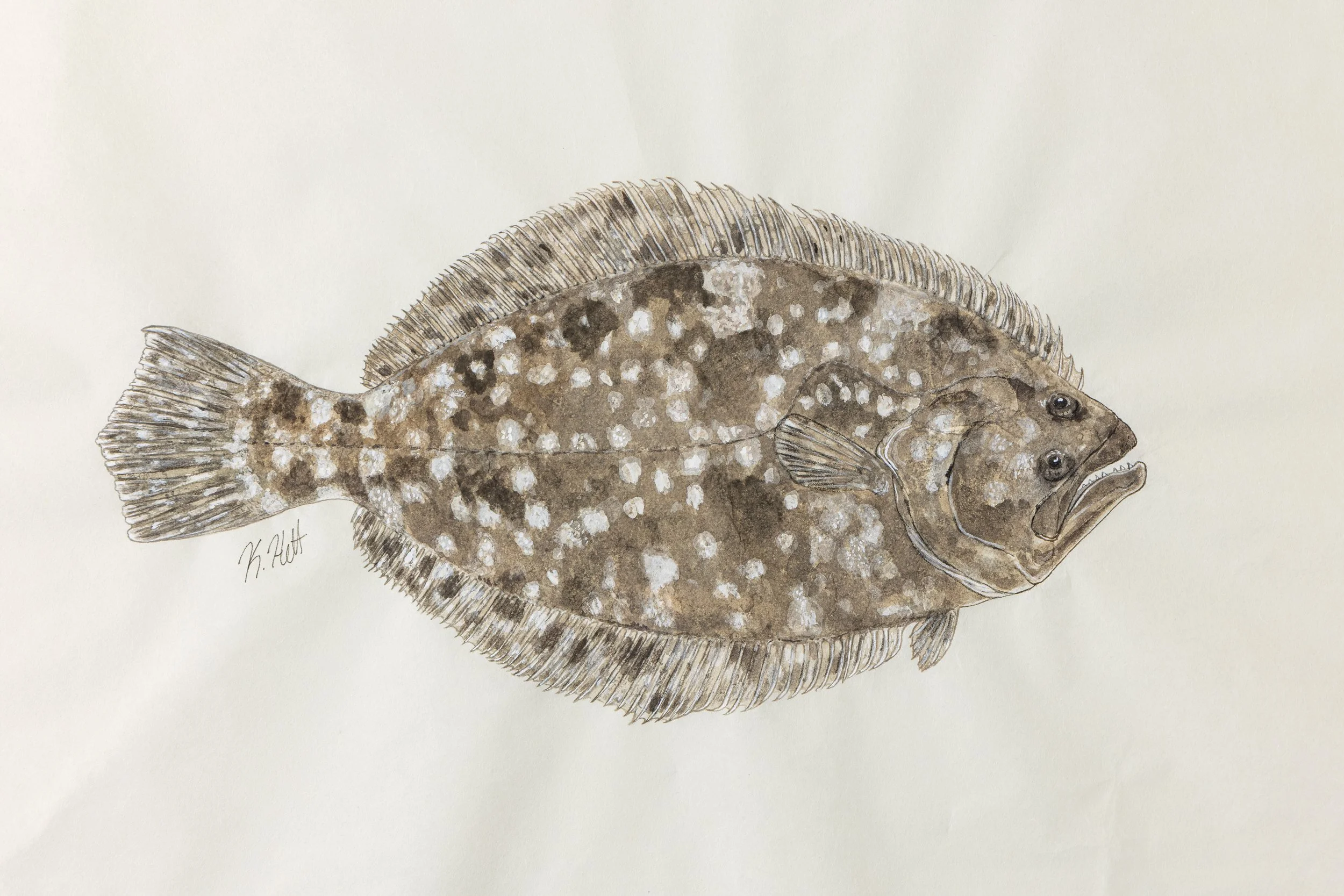 23. Southern Flounder I.jpg