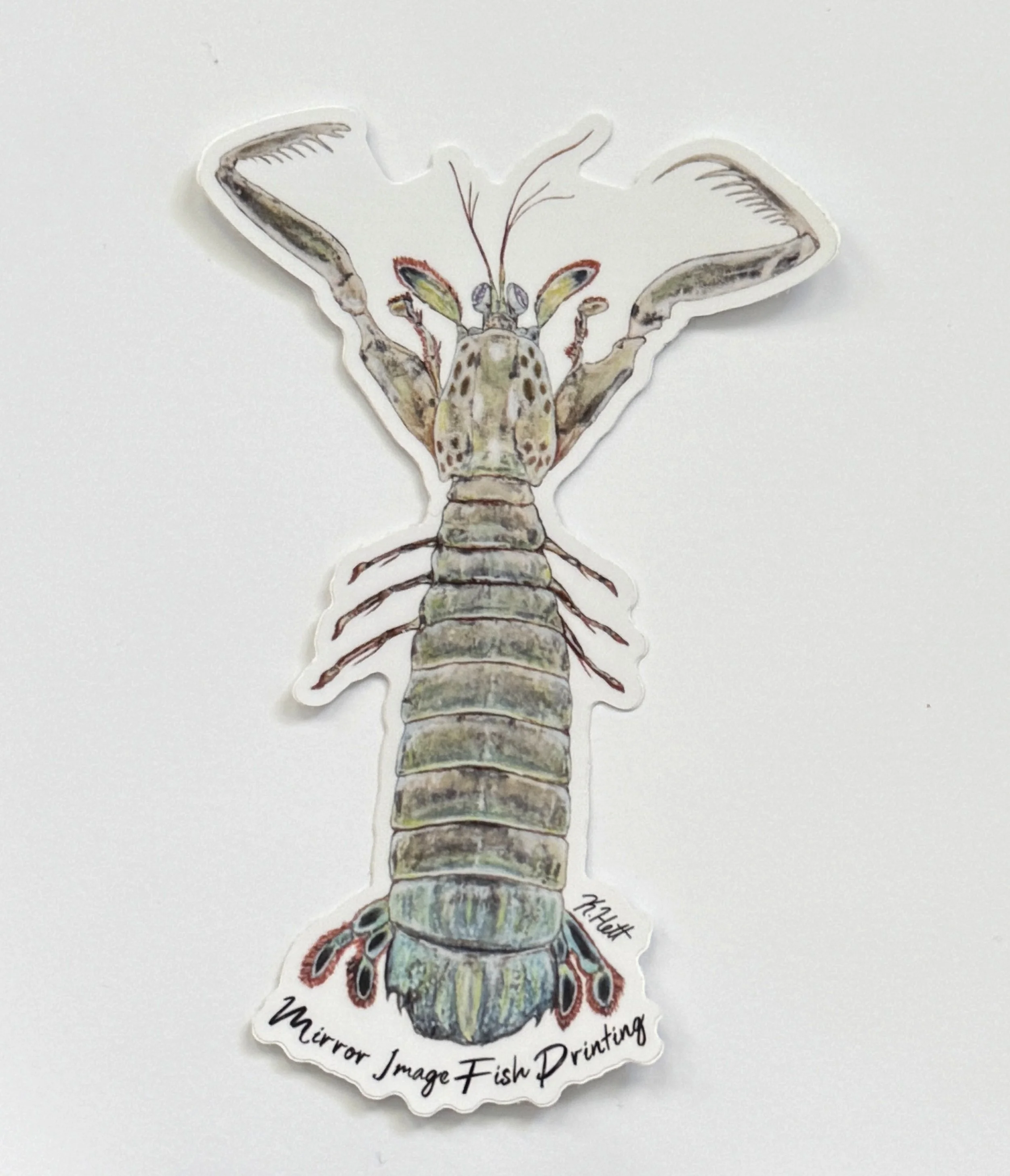 Mantis Shrimp