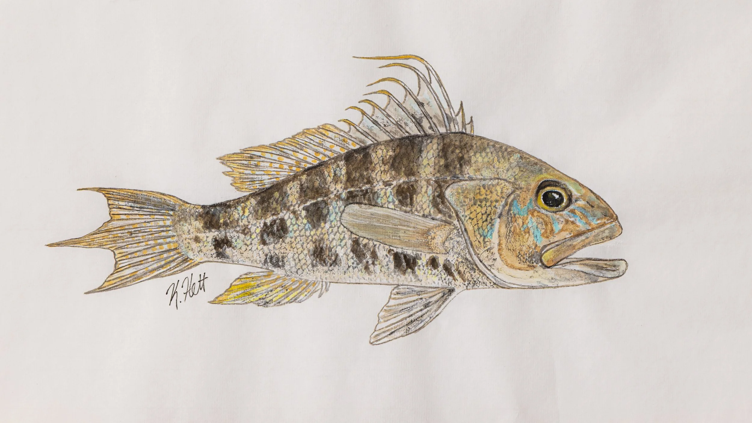 Bank Sea Bass