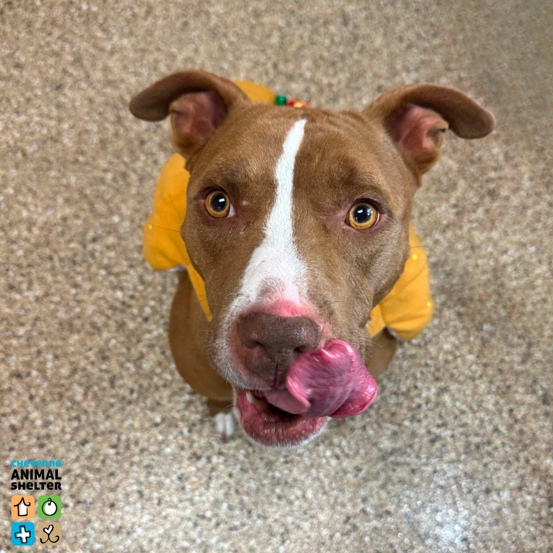 🐾 Meet our pet of the week, Rallie! This sweet 4-year-old Pit Bull Terrier is looking for a patient, loving family to show her the best holiday season ever. Rallie is a bit of a timid lady at first, but with time and plenty of treats, we're sure she