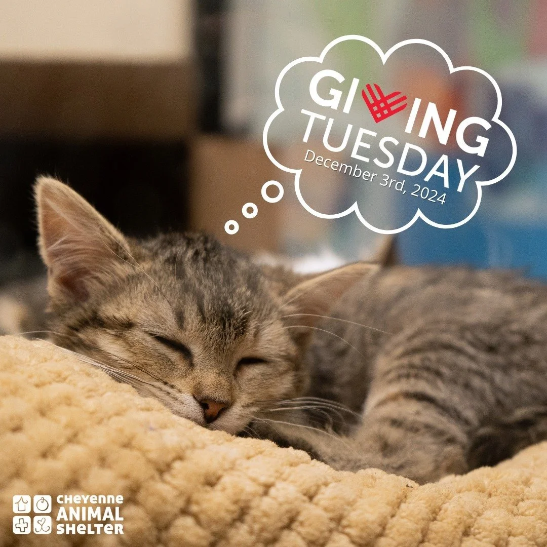What's little Cherry Pie dreaming about? Meeting our goal this #GivingTuesday! We can&rsquo;t wait for the big day to finally be here and we hope you&rsquo;re just as barking excited to make this our most impactful Giving Tuesday yet.

And don&rsquo;