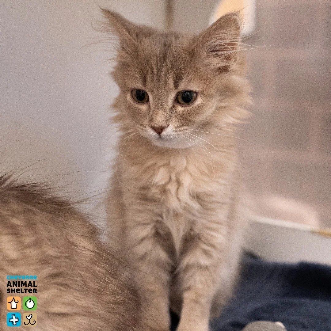 🐱We are hitting that special time of year when our fosters' hard work and compassion pay off as these young kittens make their way to our adoption floor! 

Whether treating them for ringworm or helping them grow into confident cats, our fosters take