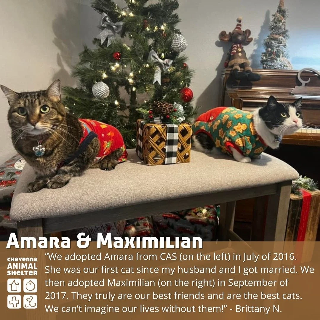 A few weeks ago, we invited our pawsome community to share updates on pets they've adopted from the Cheyenne Animal Shelter. The stories that poured in were nothing short of extraordinary - a beautiful and powerful reminder of why we do what we do, m