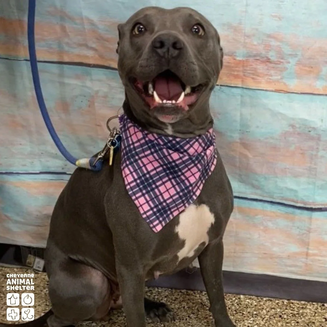 Meet our pet of the week, Stormy! 
Stormy is a shy but insatiably sweet 5-year-old Pit Bull Terrier. This goofy pup is looking for a home that will give her the patience and TLC she needs to blossom. 

This gorgeous gal would thrive in a home where s