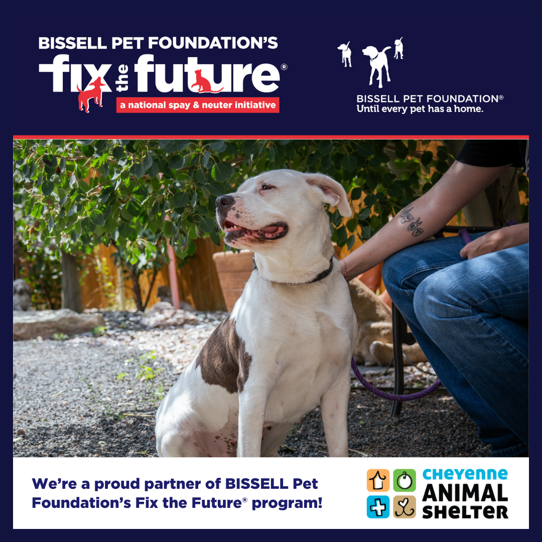 BISSELL Spay Day - November