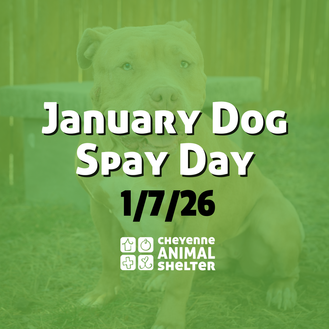 January Doggy Spay Day