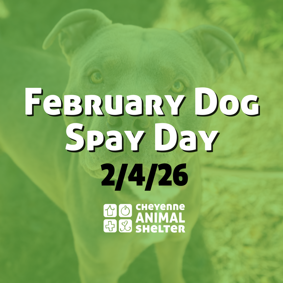 February Doggy Spay Day