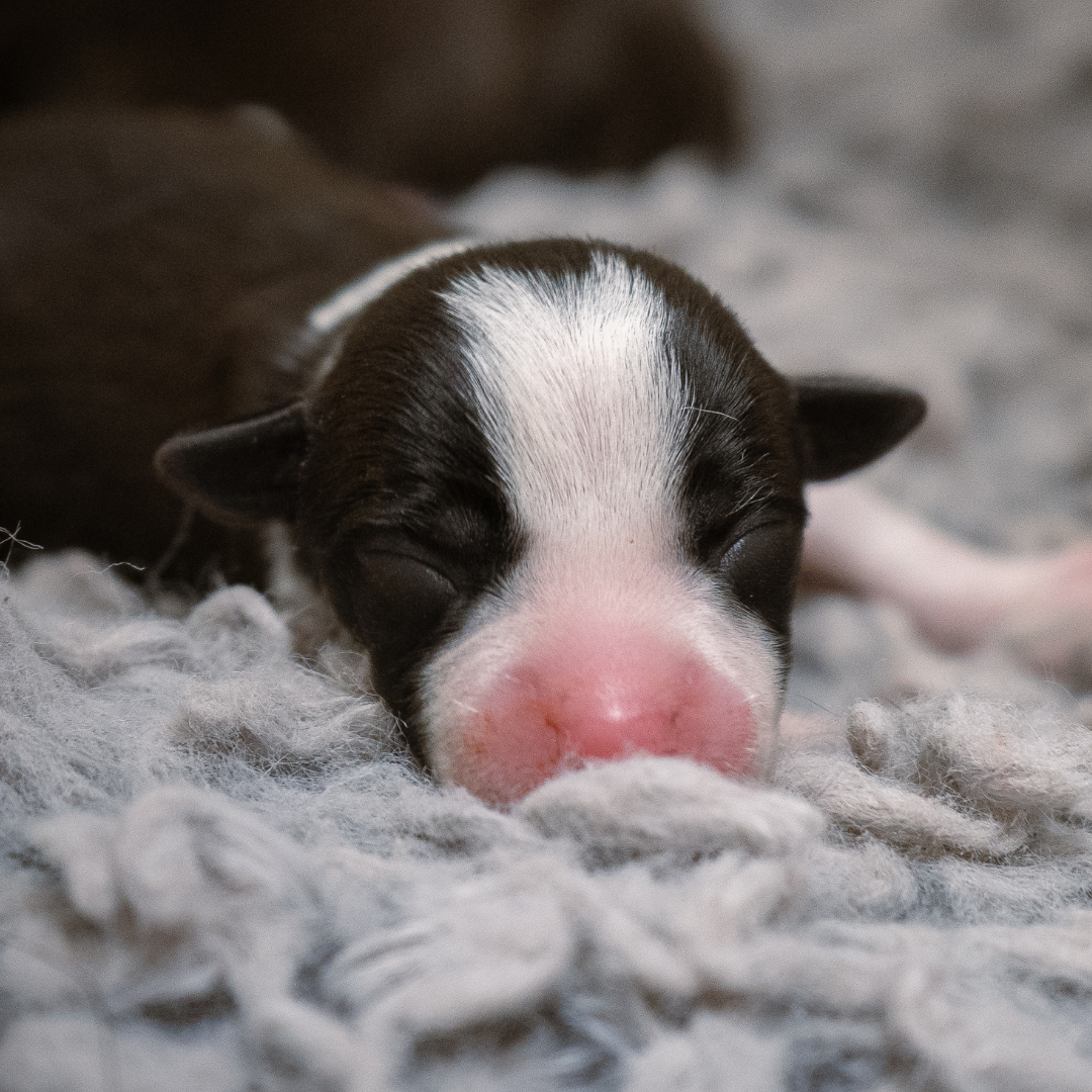 Untitled design (2).png