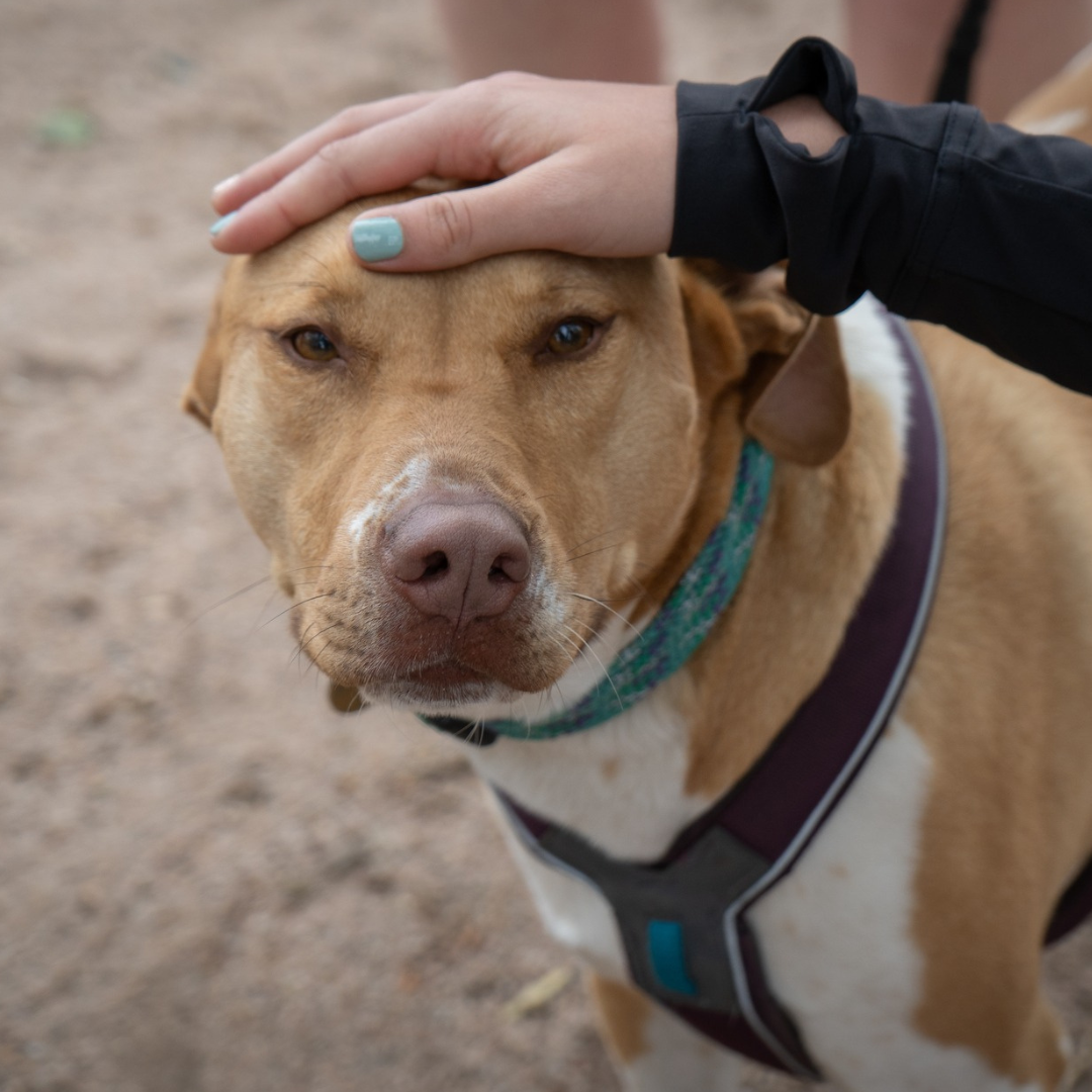 Socially Conscious Sheltering: Partnering with Communities to Build Humane and Sustainable Systems