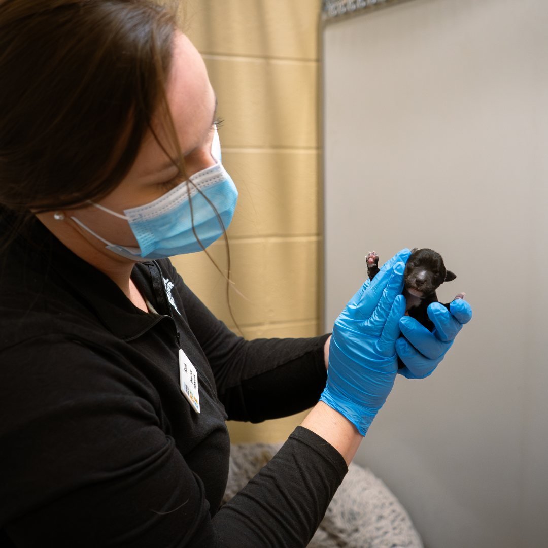 Every Day, Our Community Relies on the Cheyenne Animal Shelter