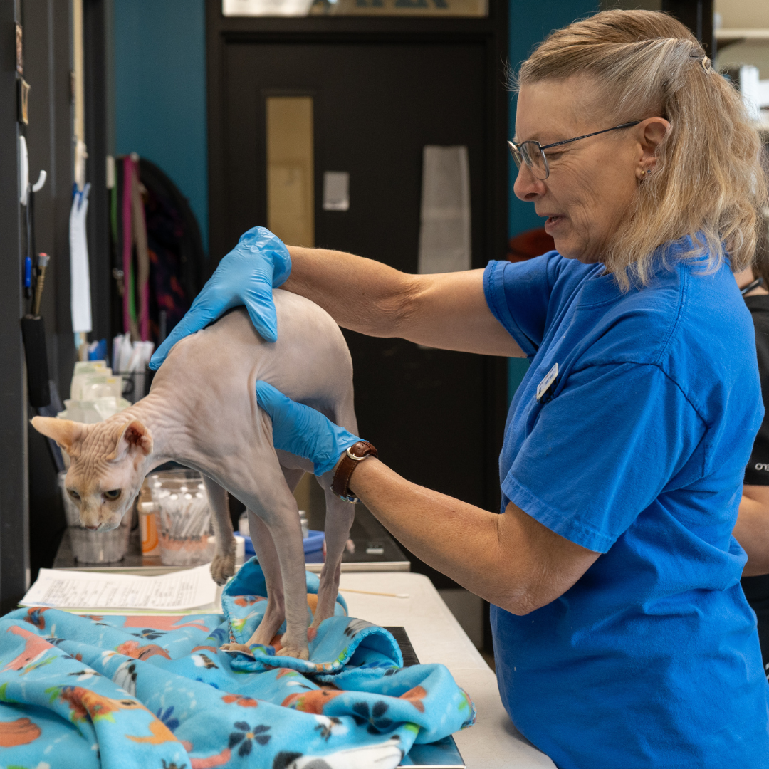 The Heartbeat of the Shelter: Celebrating our Volunteers