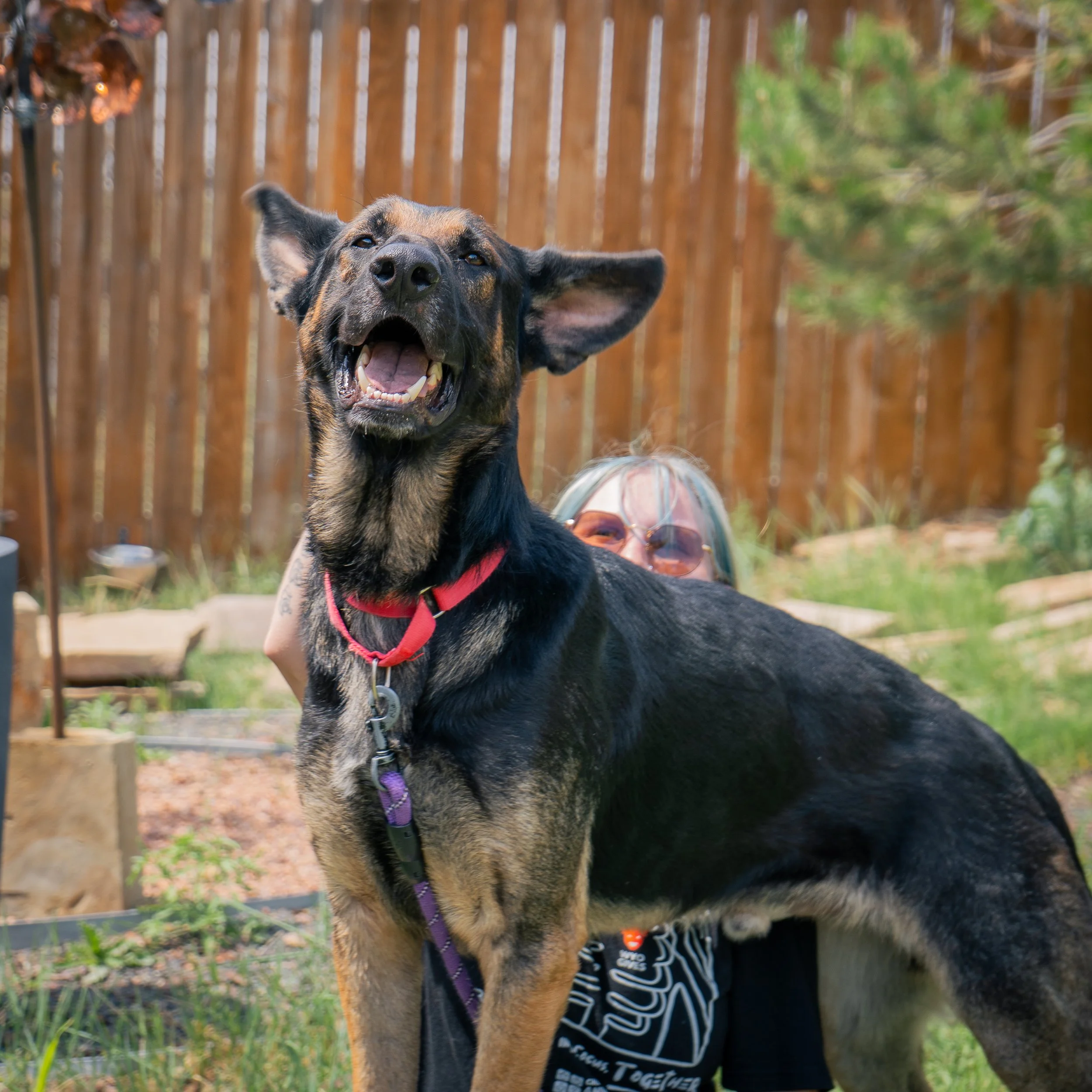 The Promise We Share at Your Cheyenne Animal Shelter