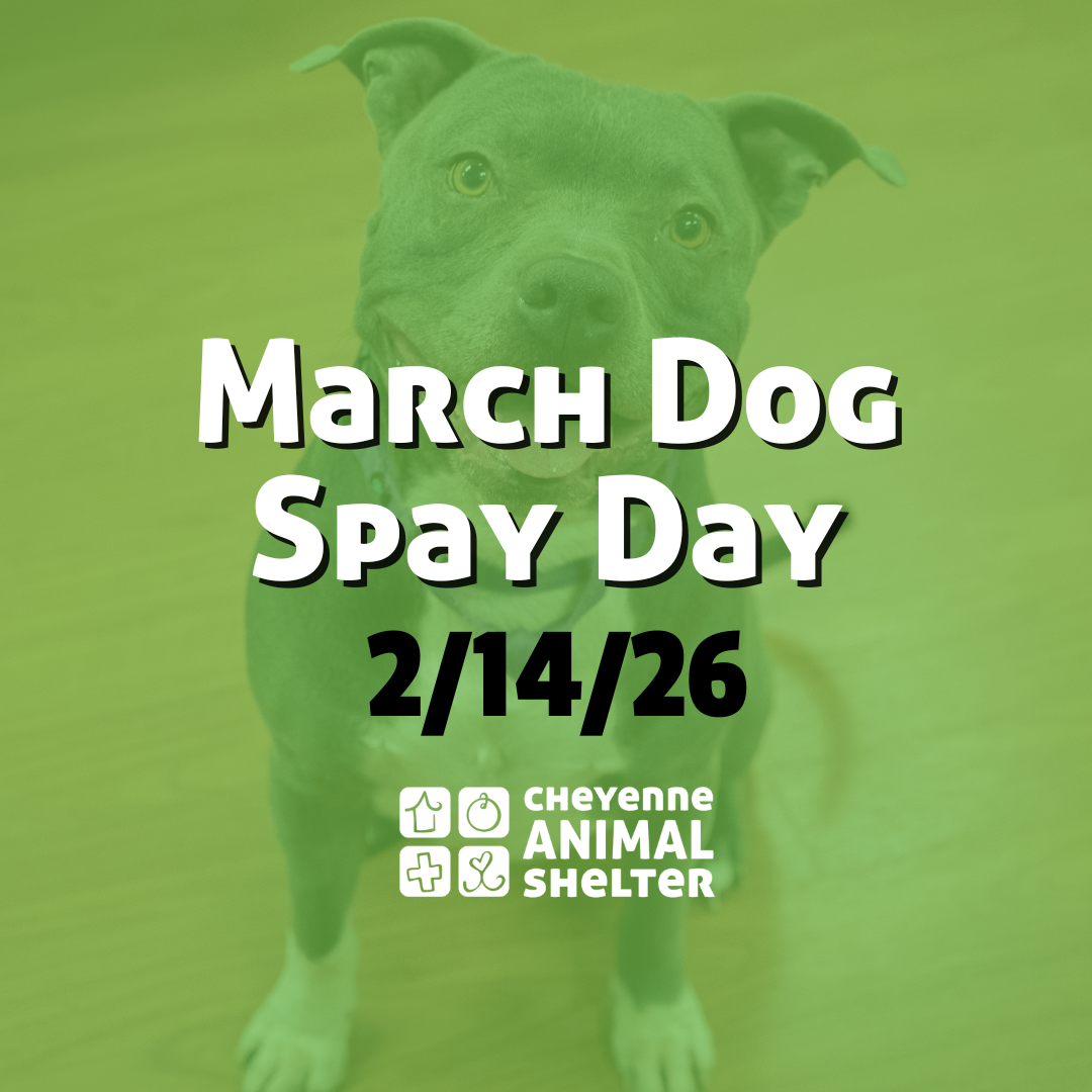 March Doggy Spay Day
