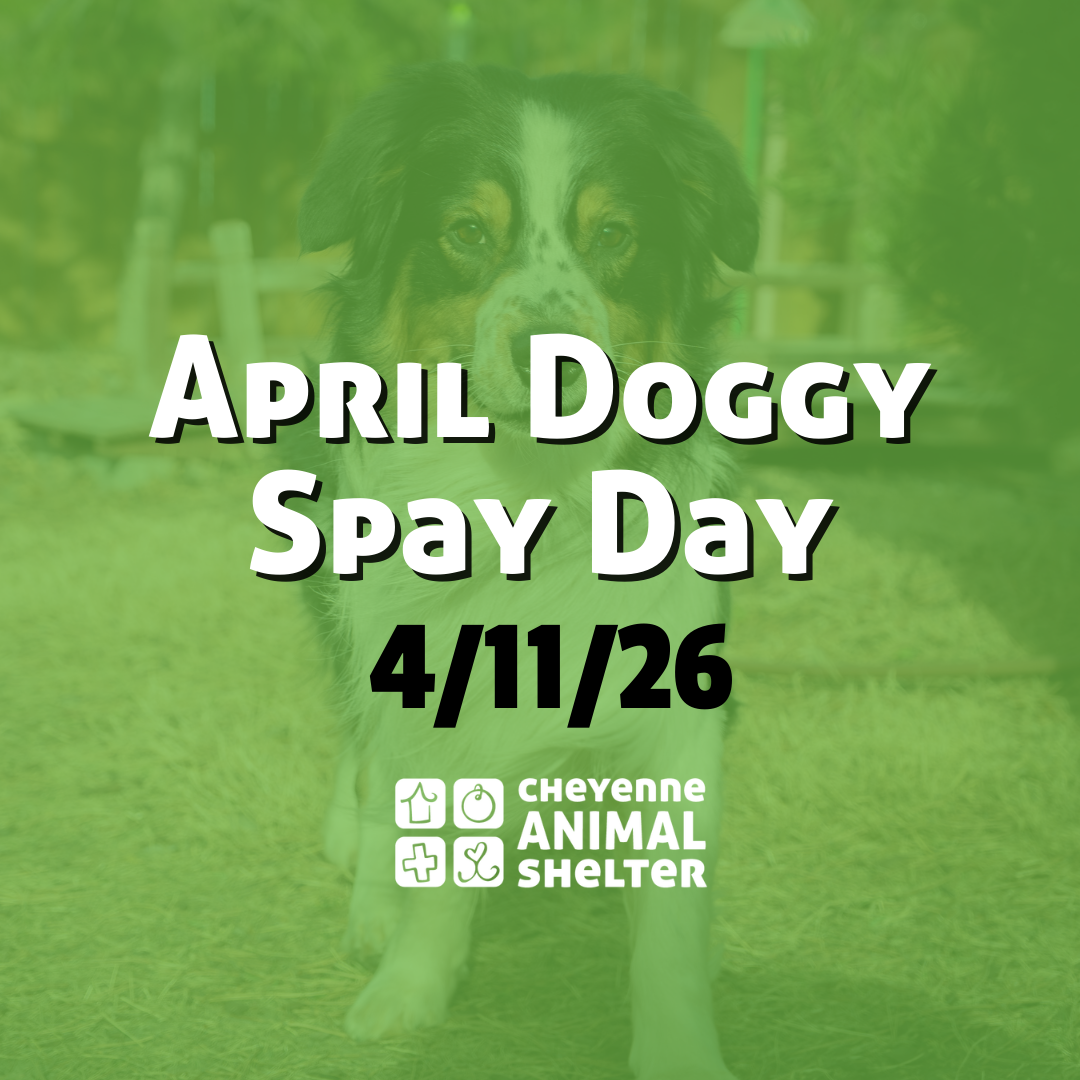 April Doggy Spay Day