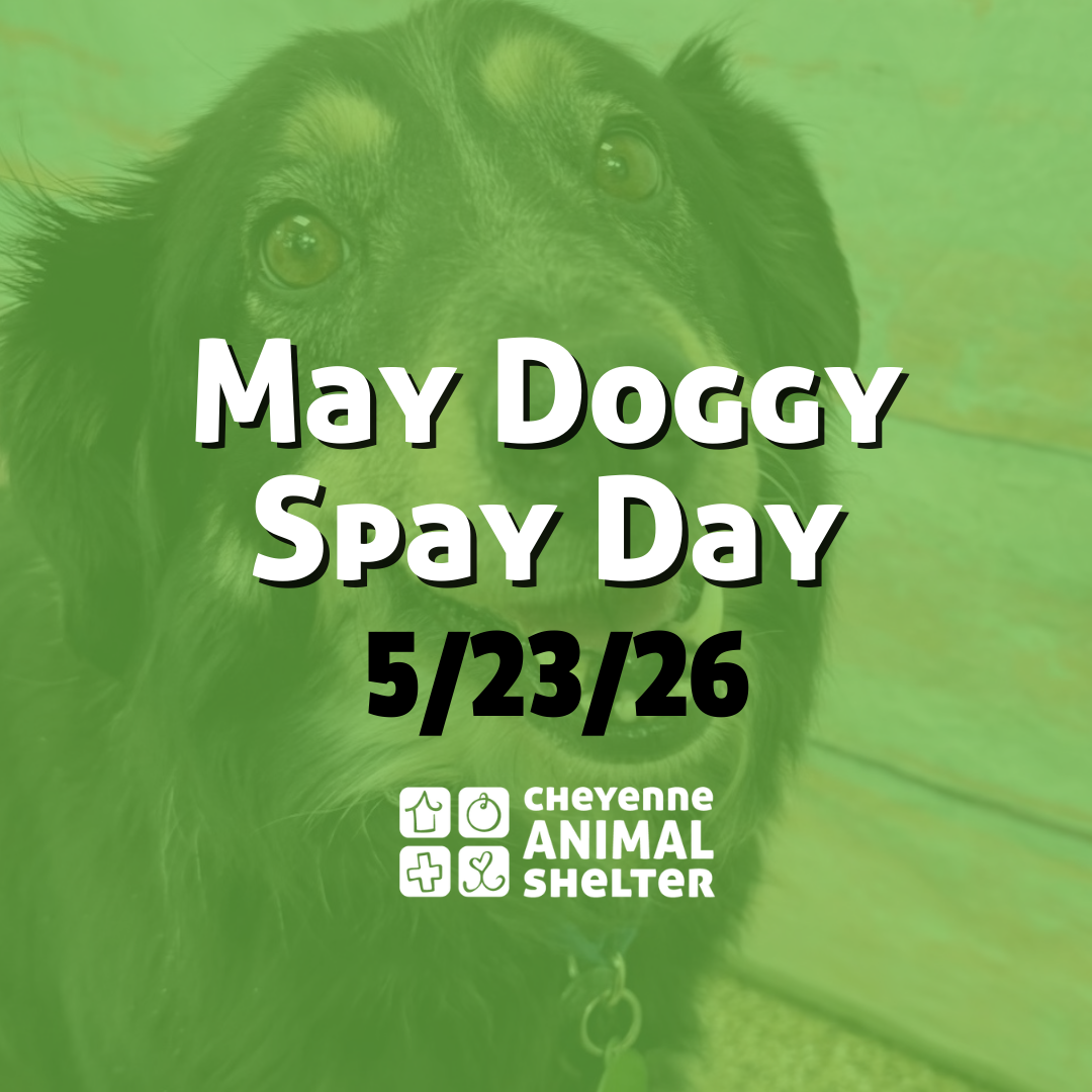 May Doggy Spay Day