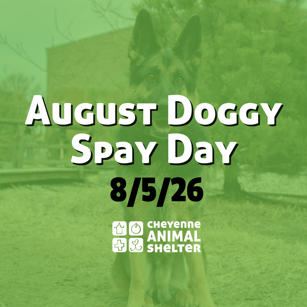 August Doggy Spay Day