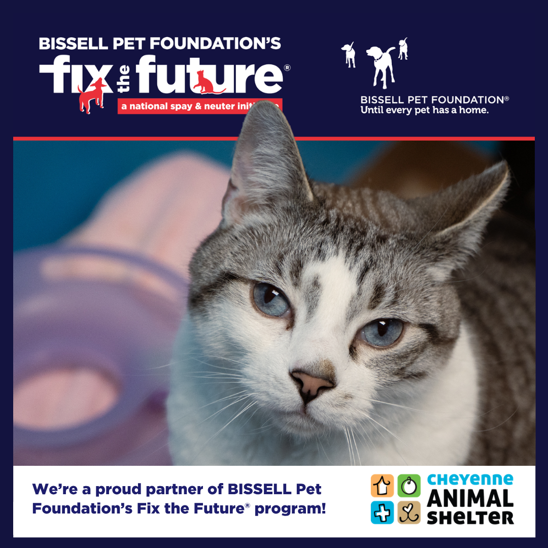  June BISSELL Spay Day - Cats Only