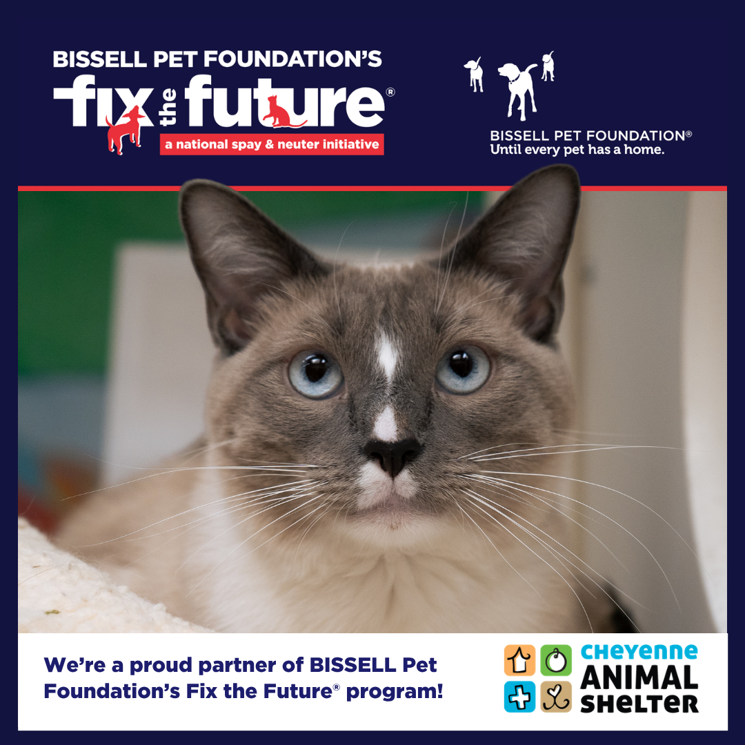 October BISSELL Spay Day - Cats Only