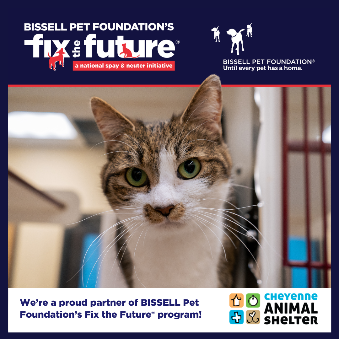 November BISSELL Spay Day - Cats Only
