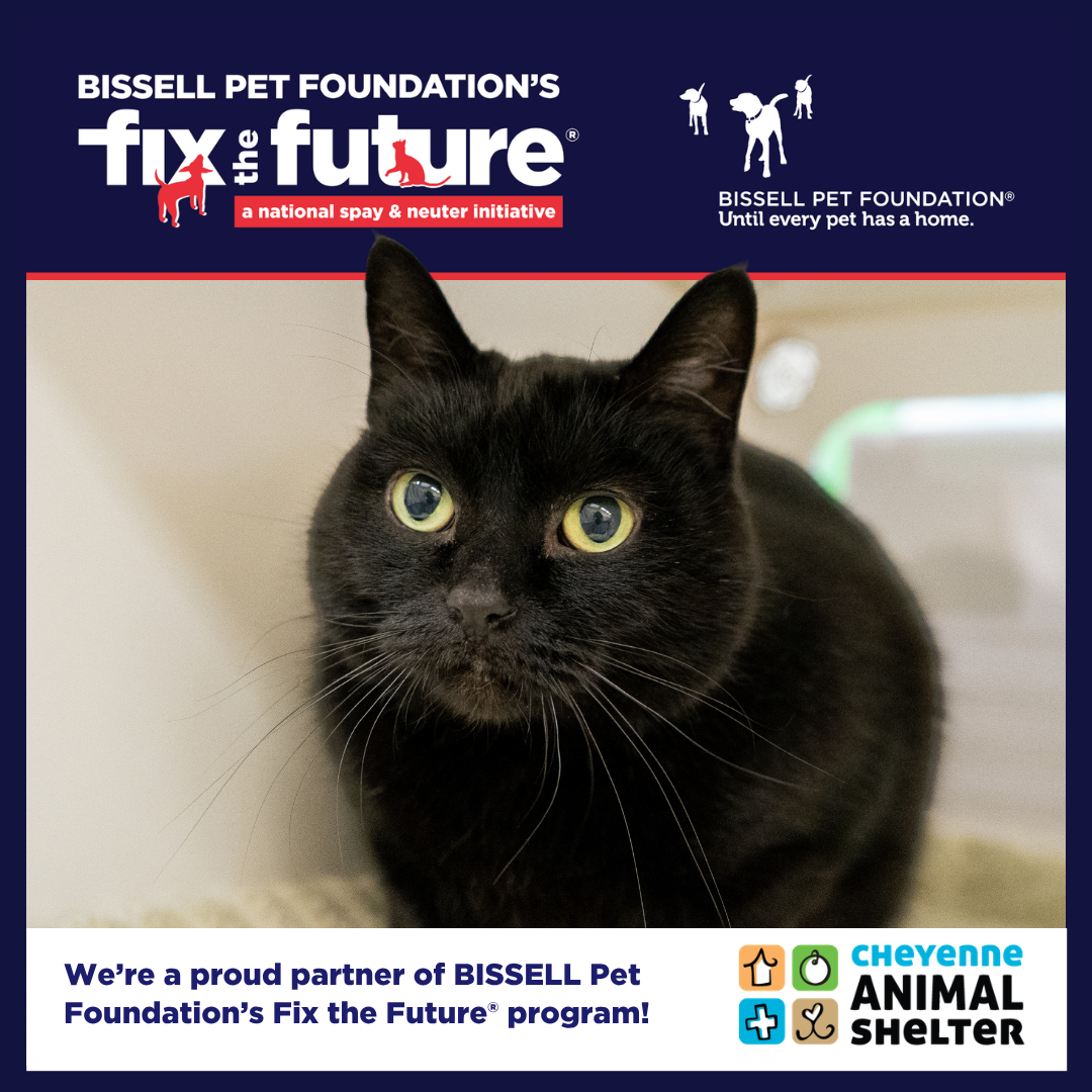 December BISSELL Spay Day - Cats Only