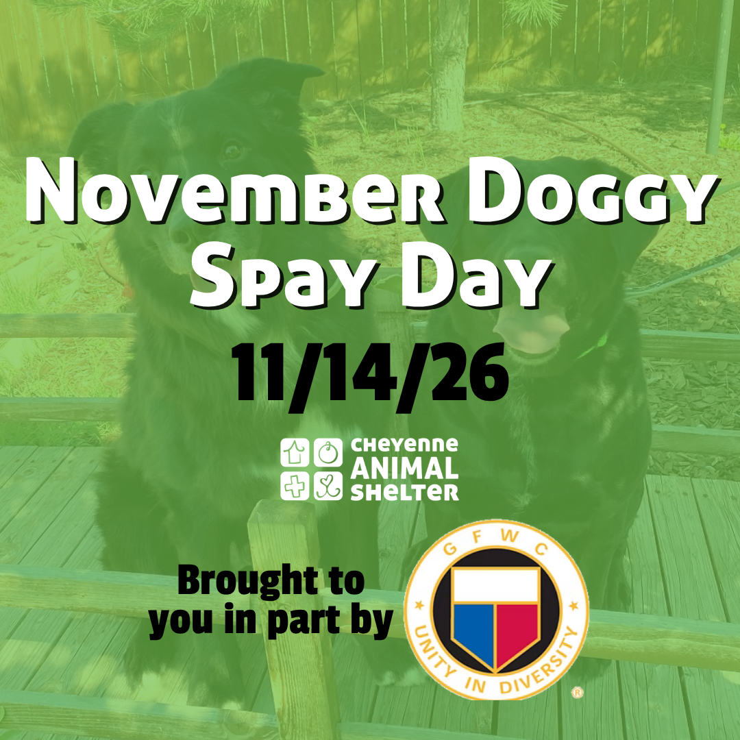 November Doggy Spay Day