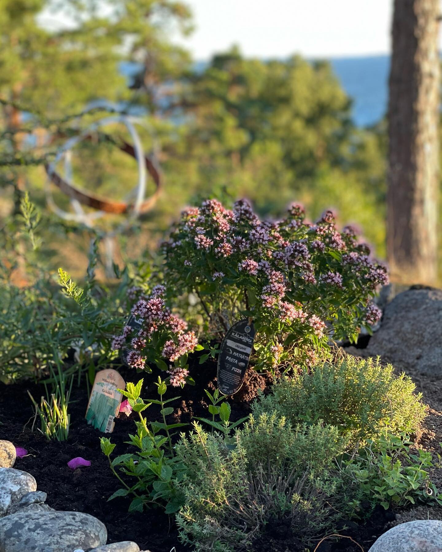 The herb garden just outside the kitchen, next to the grill is filled with Oregano, Thyme, Basil, Chives, Tarragon and Mint.  But, there&rsquo;s still room for more. Which herbs would you add? #mixology #grill #herbs #archipelago #ilovenyn&auml;shamn