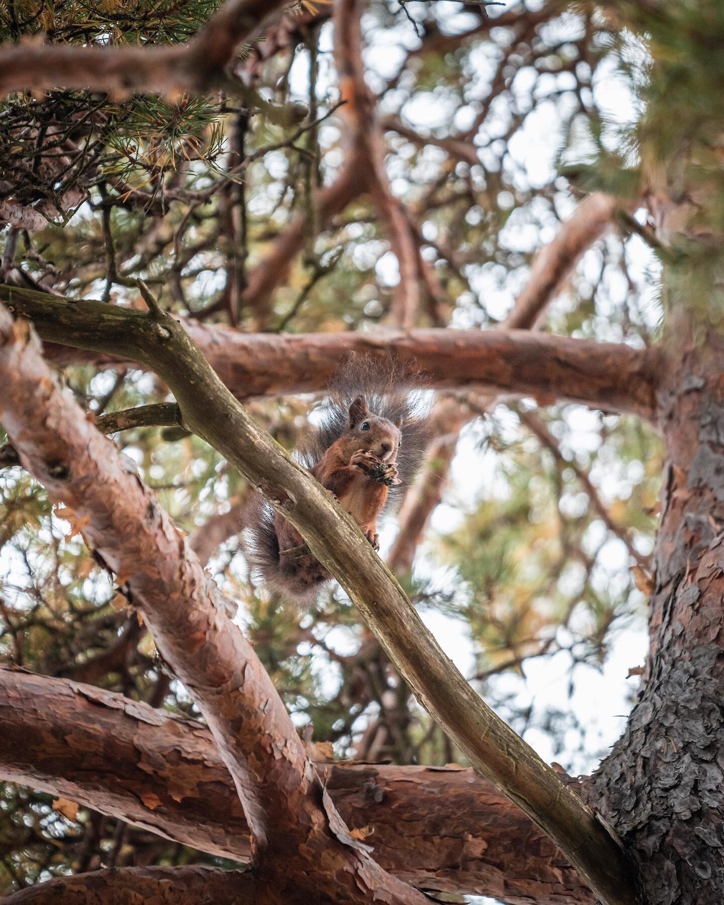 Did you know that squirrels can&rsquo;t find 80% of the nuts they hide? 🐿️ #squirrel