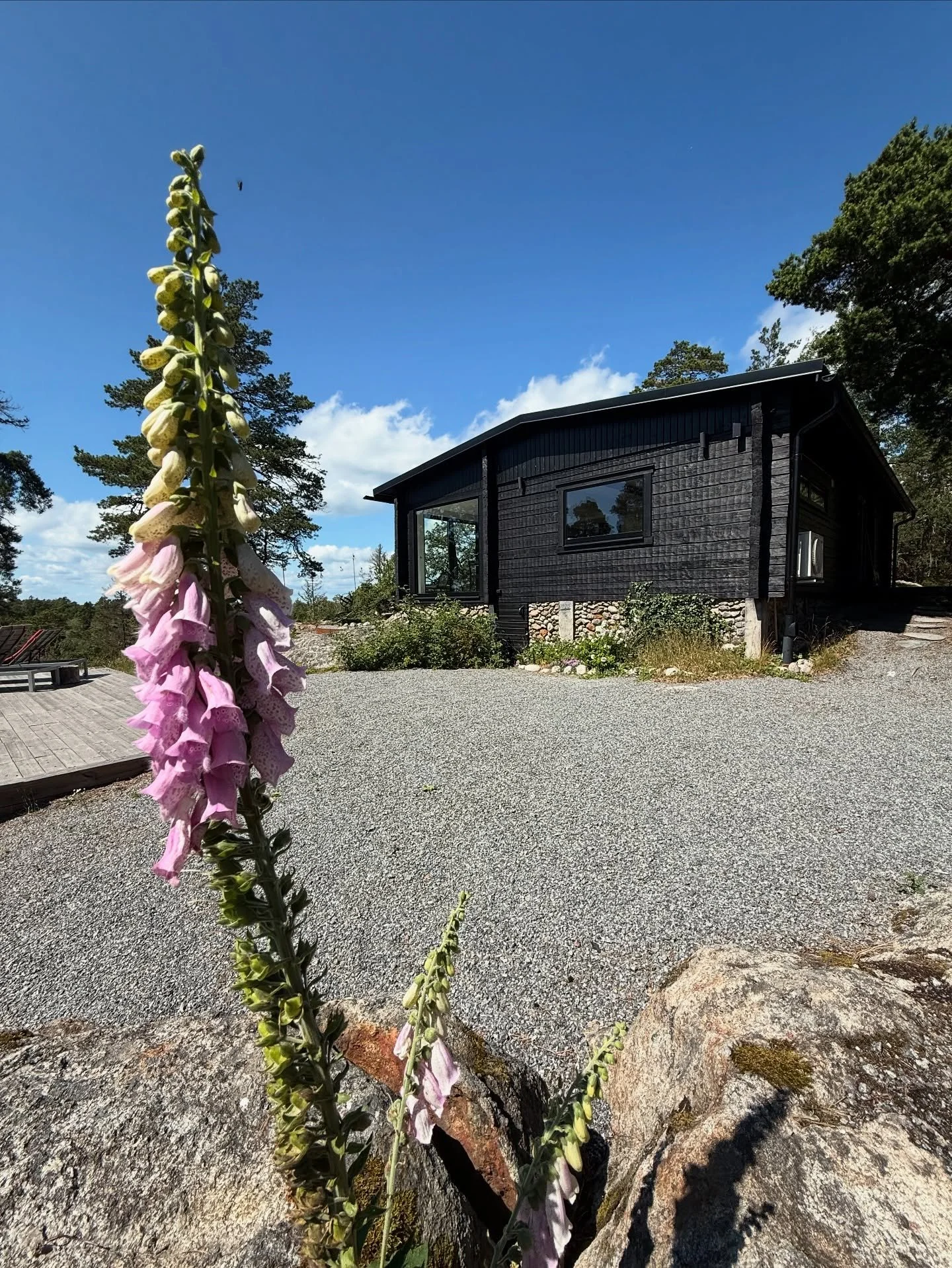 A guest captured the magic of our @camp.kraft &mdash; from wild foxgloves and Martagon lilies to curious visitors and peaceful sea views. Love seeing this place through their lens. 🌿🦊🌸

#SummerHouse #NatureLovers #ScandiCabin #ArchipelagoLife #Cab