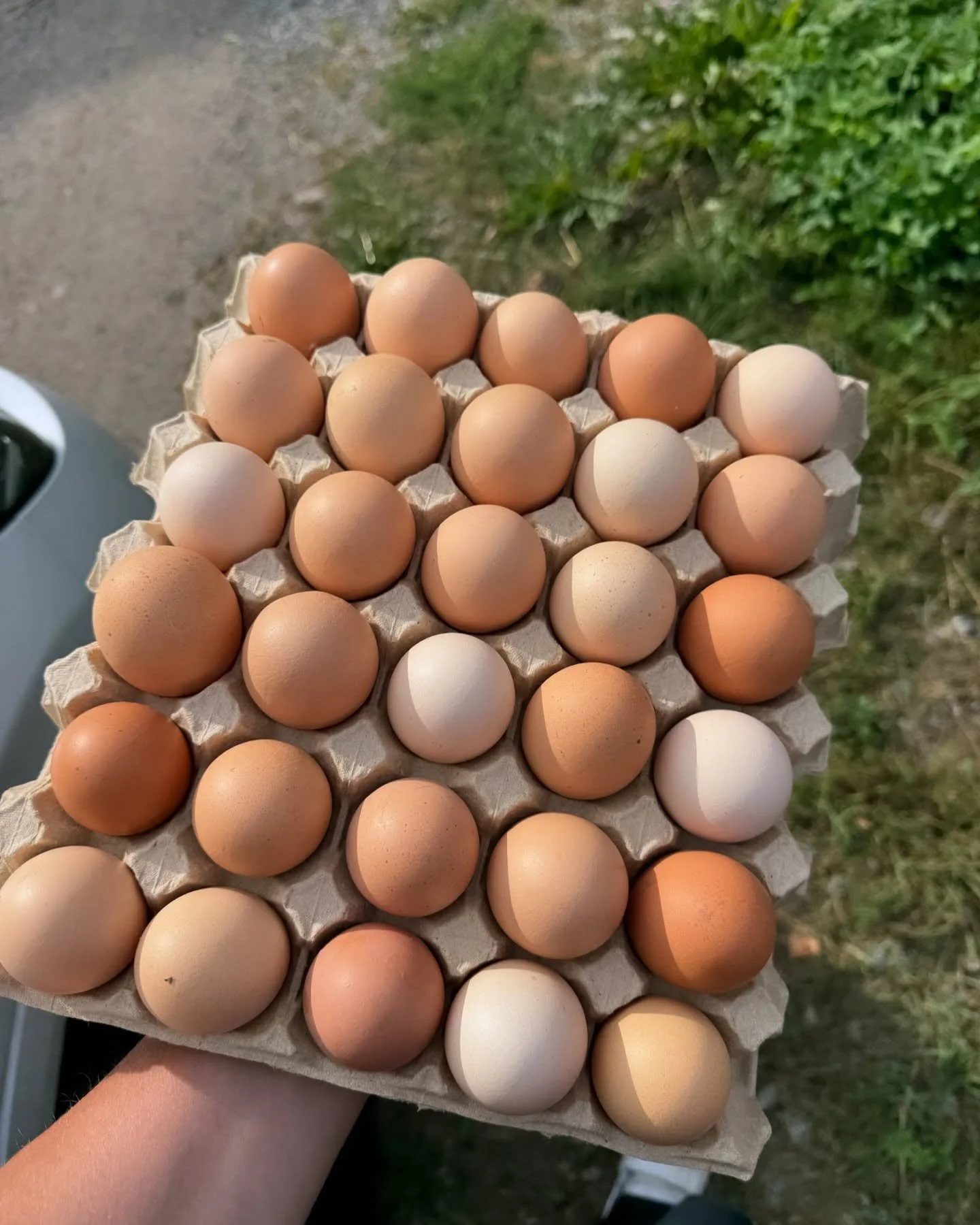 Fresh organic eggs from Bj&ouml;rkn&auml;s G&aring;rd. #&auml;ggbod