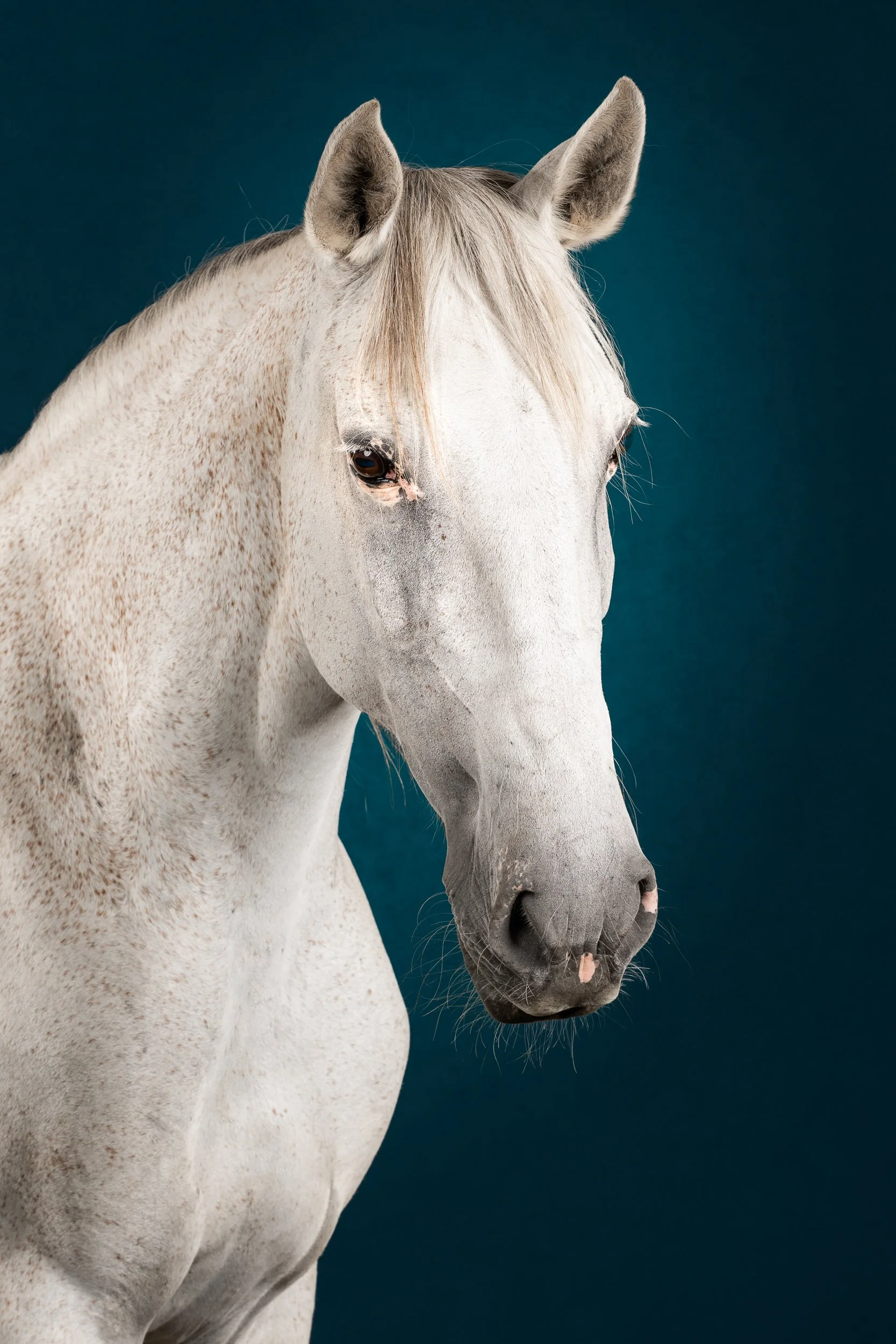 Equilights studiofotografie fine art schimmel blauwe achtergrond.jpg