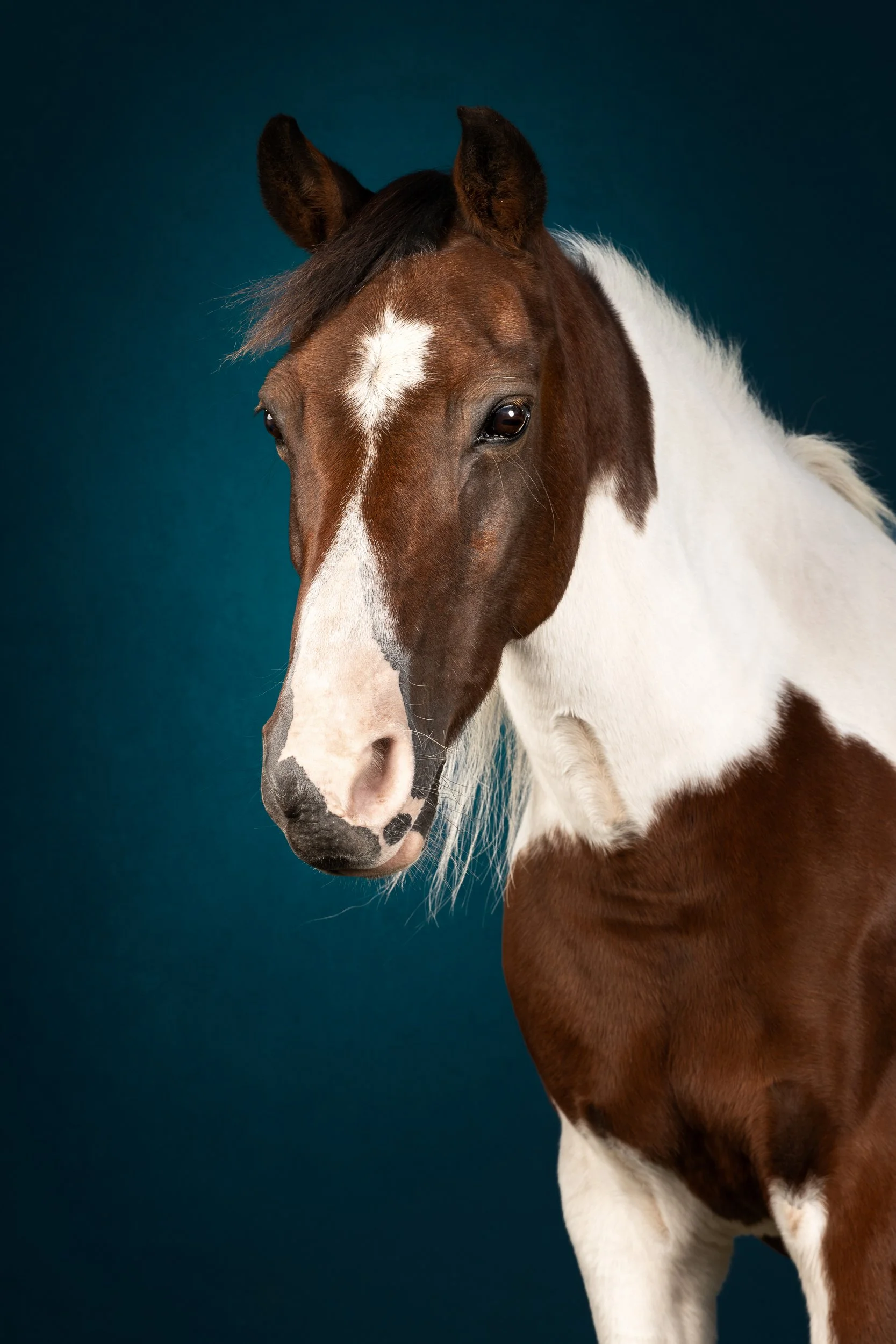 Equilights flitslicht studio paard paardenfotograaf pony bont fine art donkerblauw.jpg