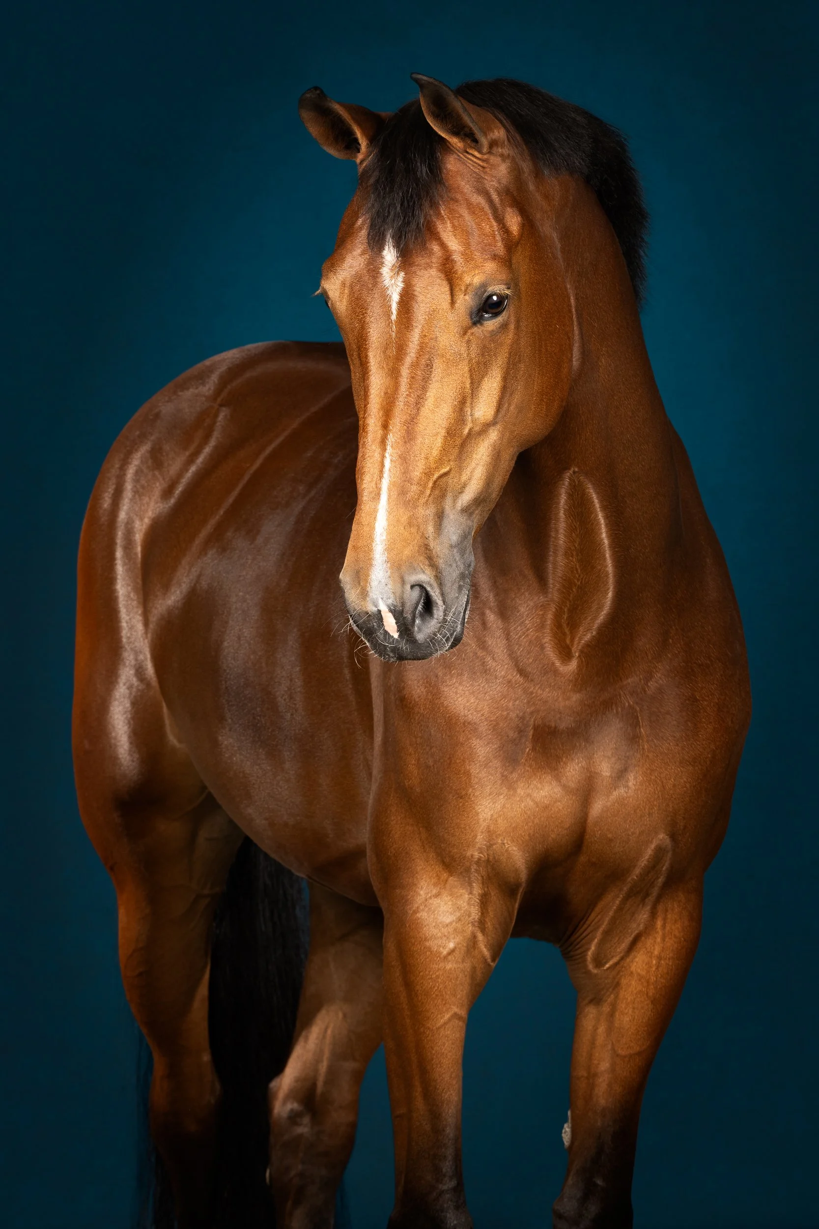 Equilights equine fine art paardenportret bruin fotostudio flitslicht blauw.jpg