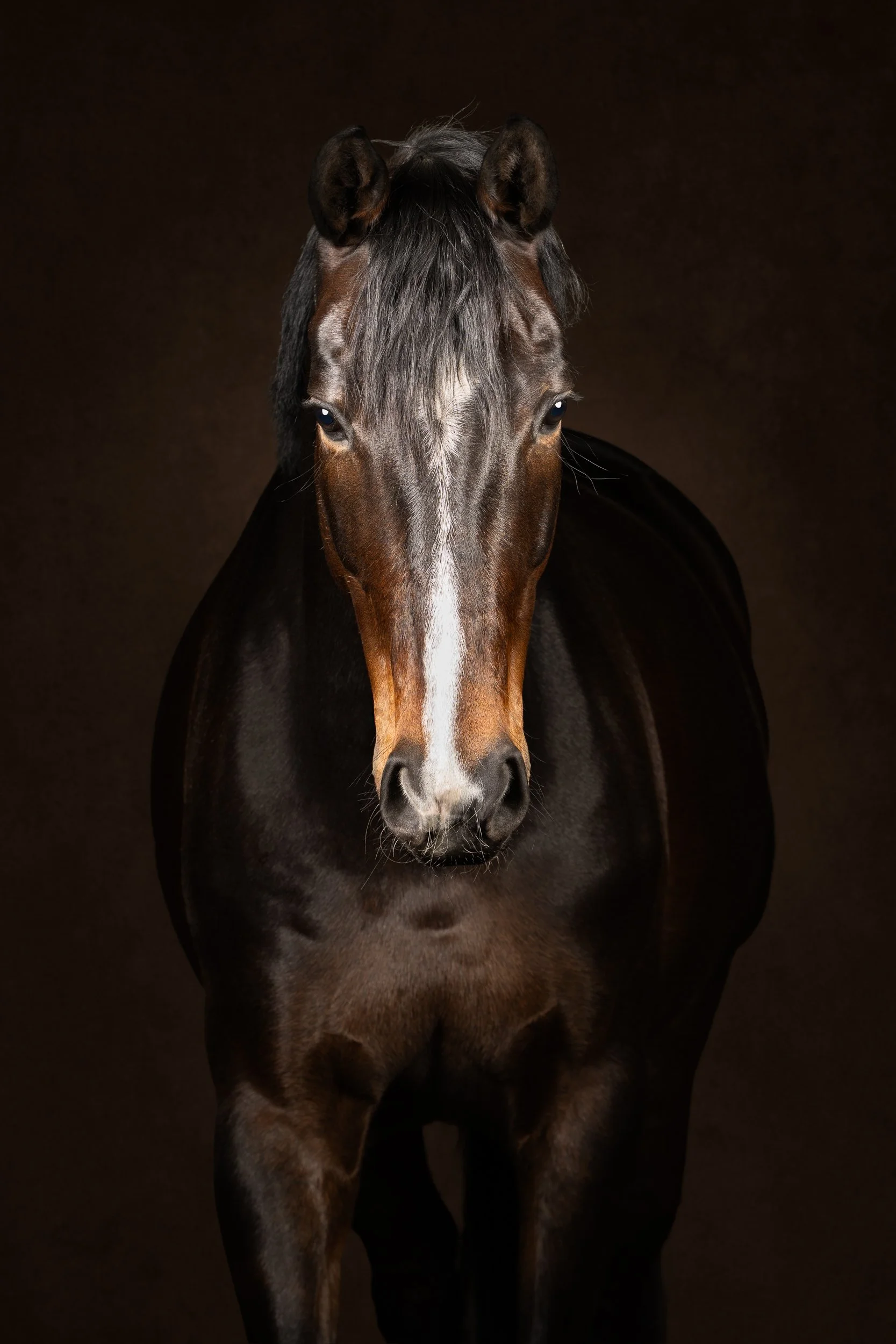 Equilights equine fine art donkerbruin kwpn merrie paard fotostudio flitslicht.jpg