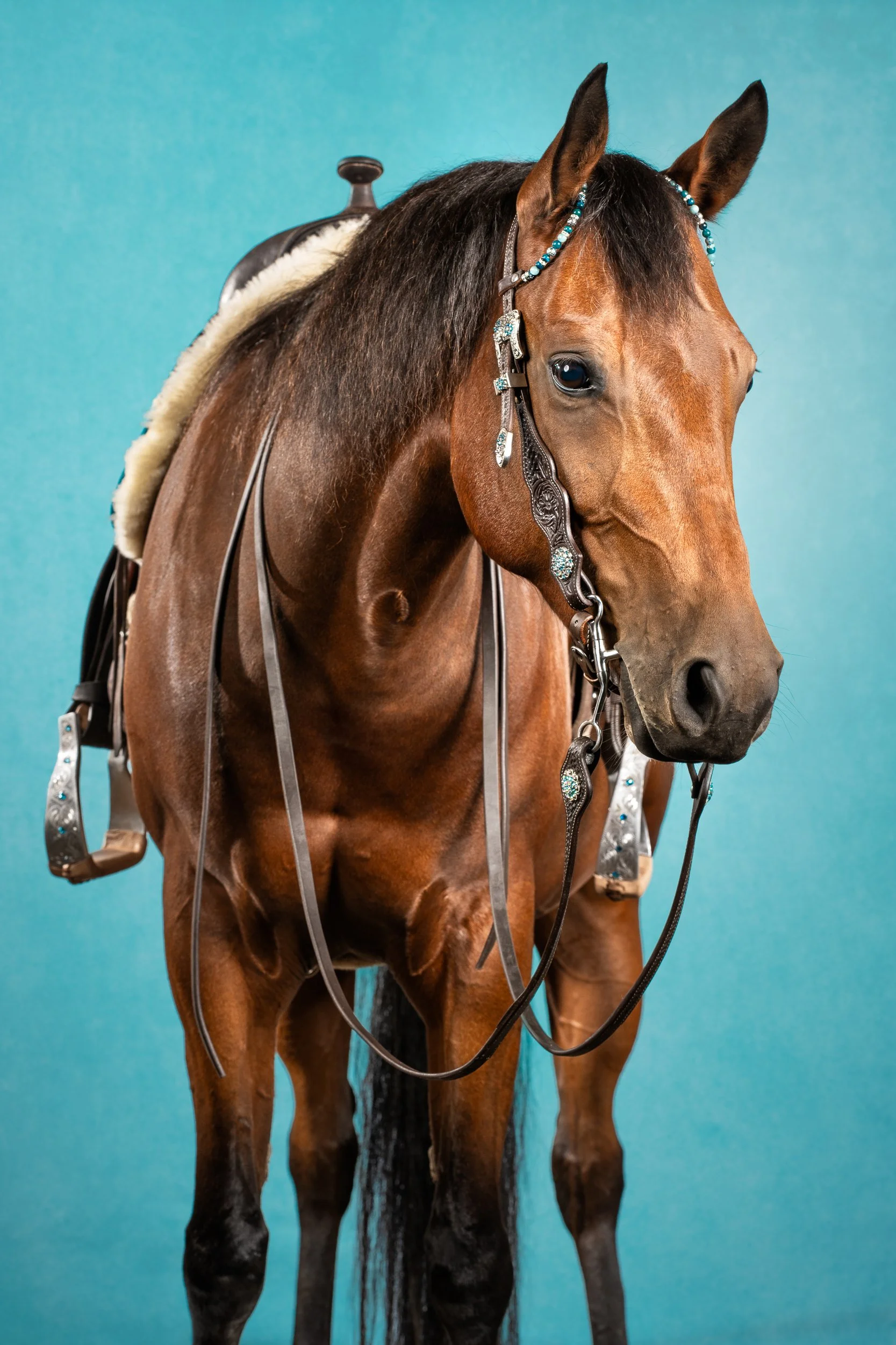 Equilights quater horse fine art western lichtblauwe achtergrond.jpg