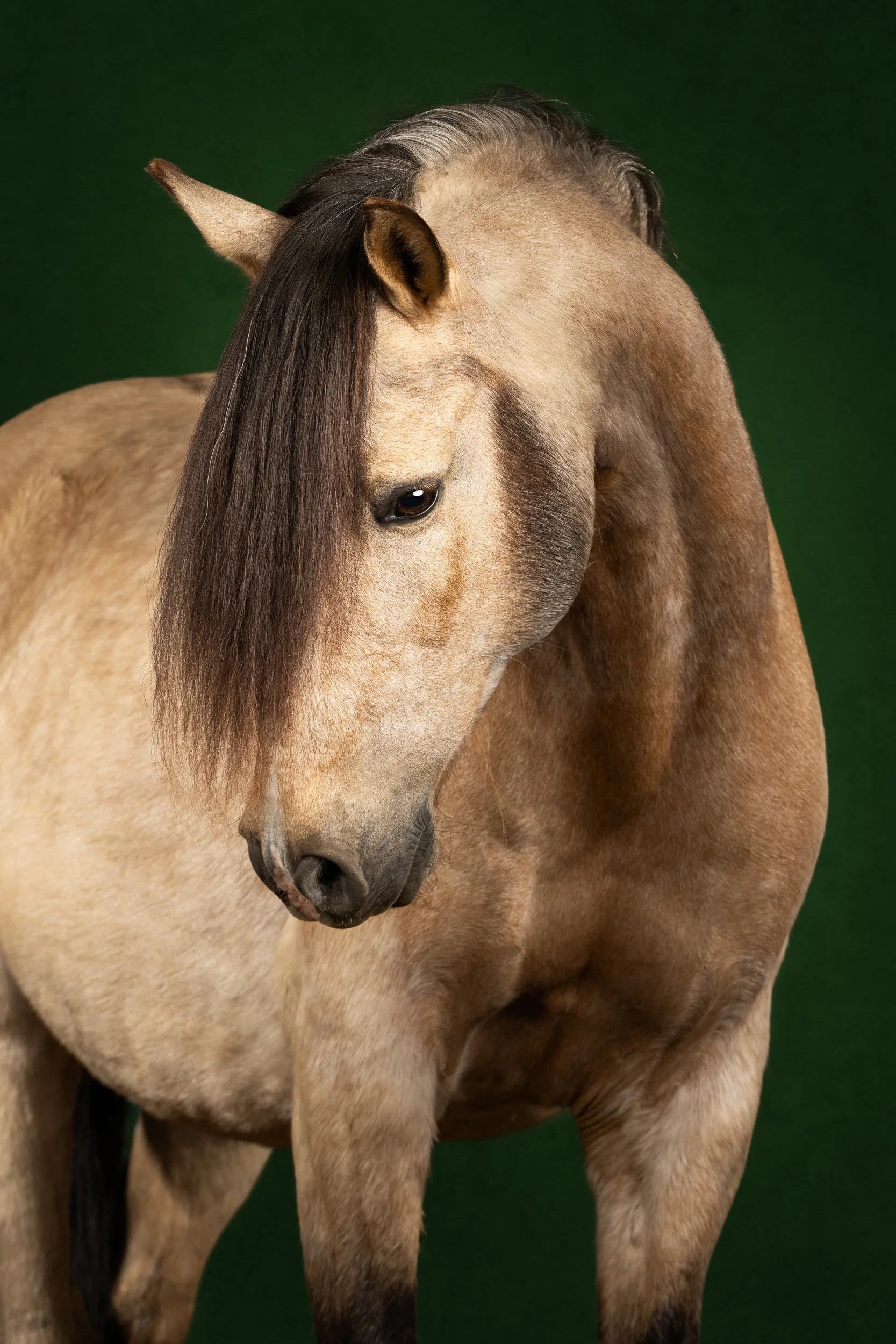 Equilights paardenportret herrinnering kunst pre valk studiofotografie groene achtergrond.jpg