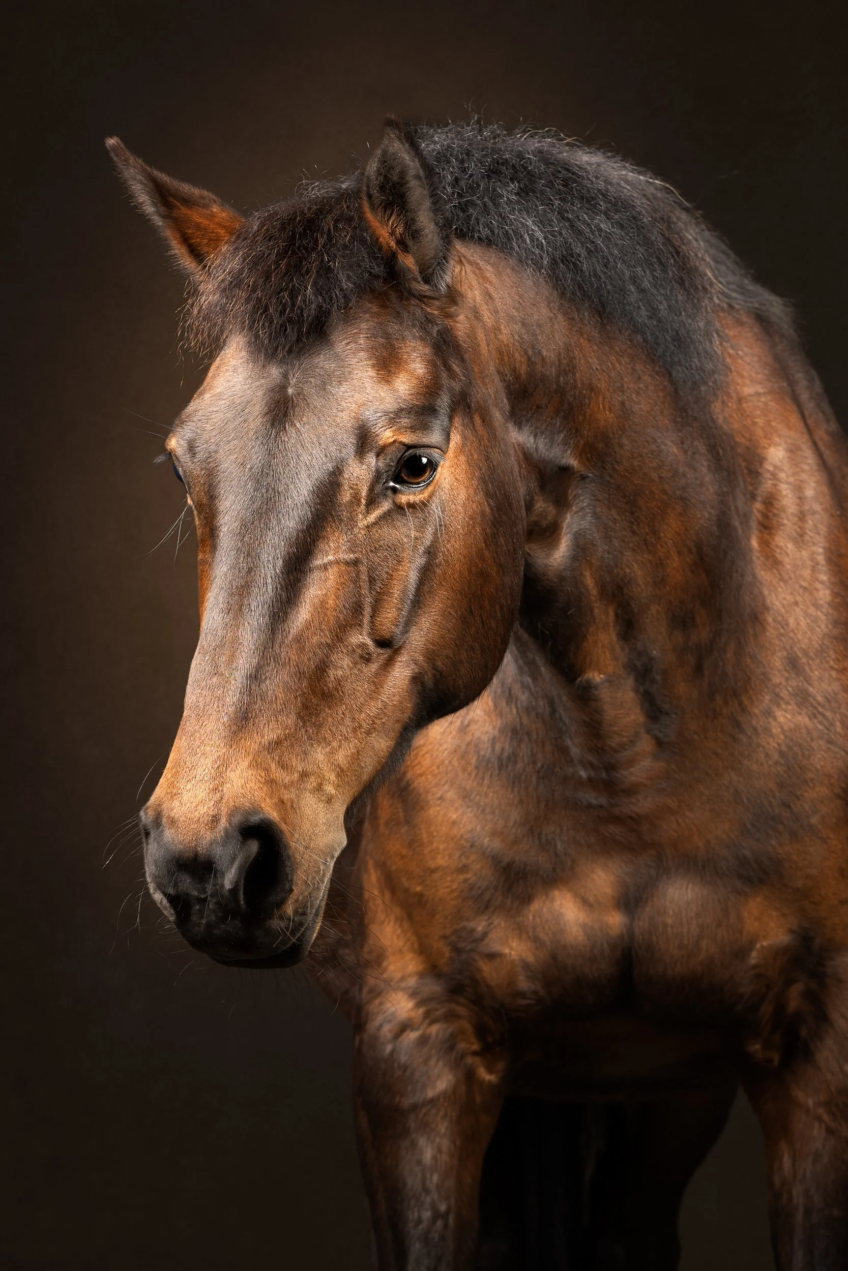 Equilights equine fine art paard fotostudio bruin kwpn merrie pose flitslicht.jpg