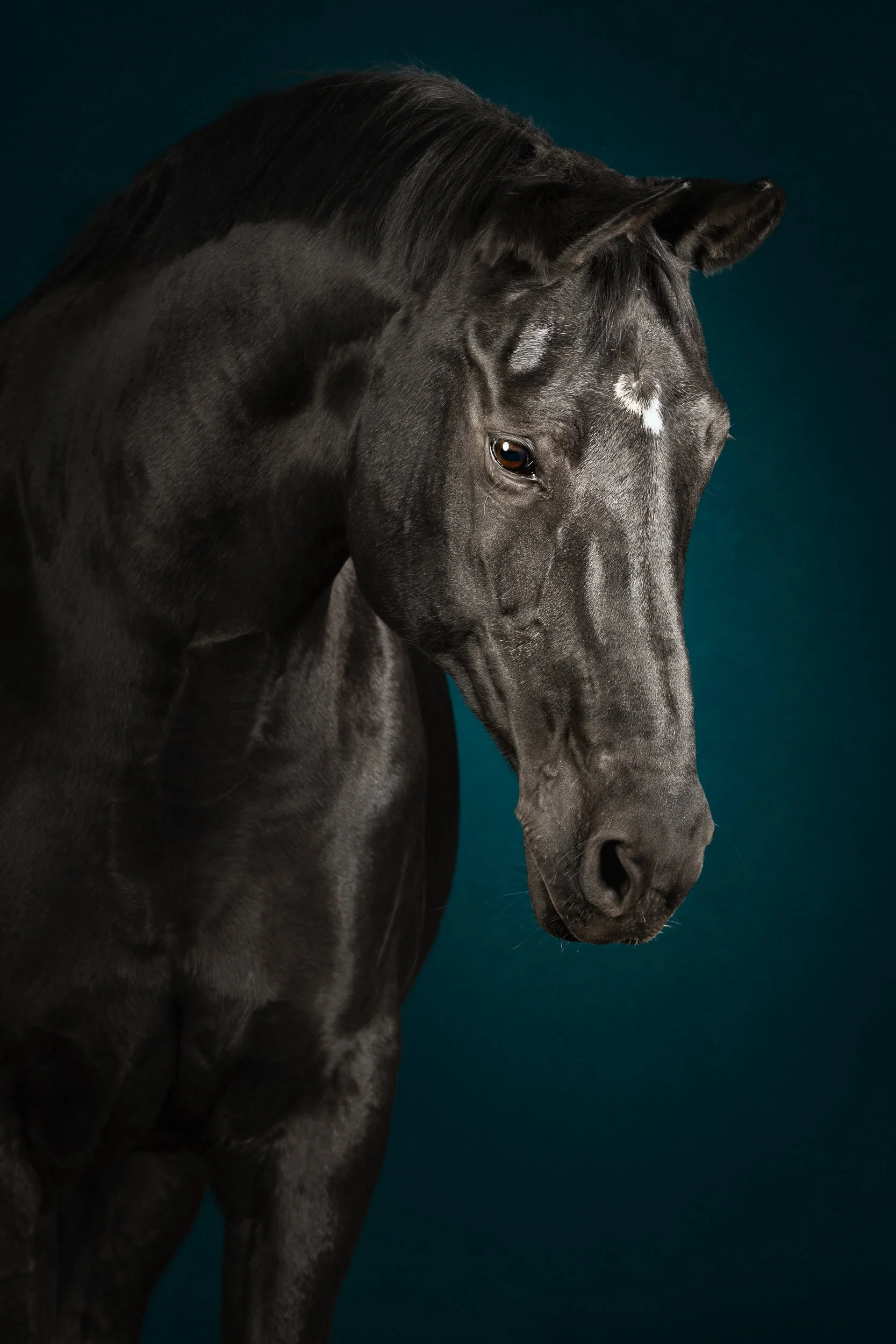 Equilights equine fine art paardenportret zwart kwpn fotostudio flitslicht blauw.jpg