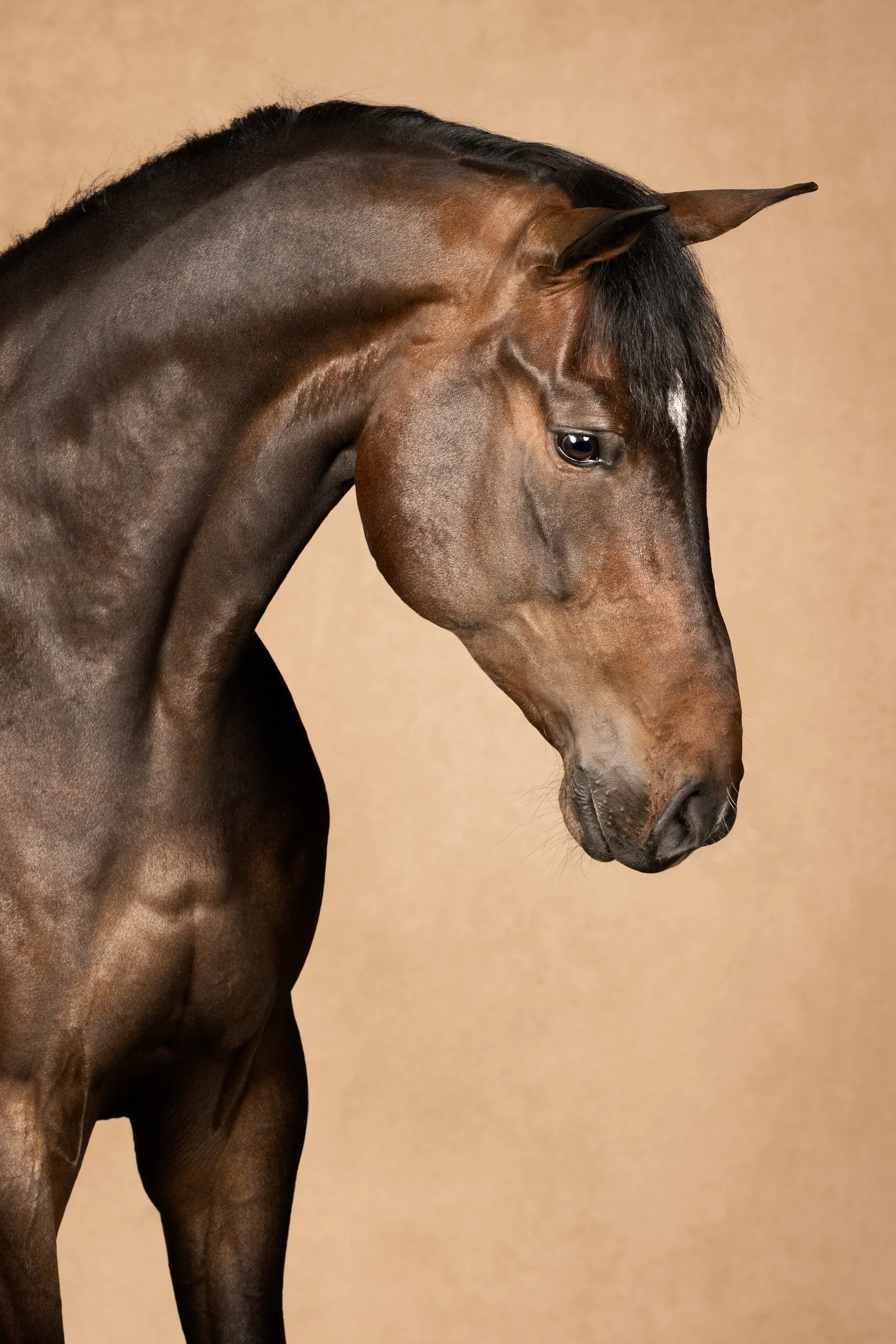 Equilights equine fine art studioportret bruin paard zand achtergrond.jpg