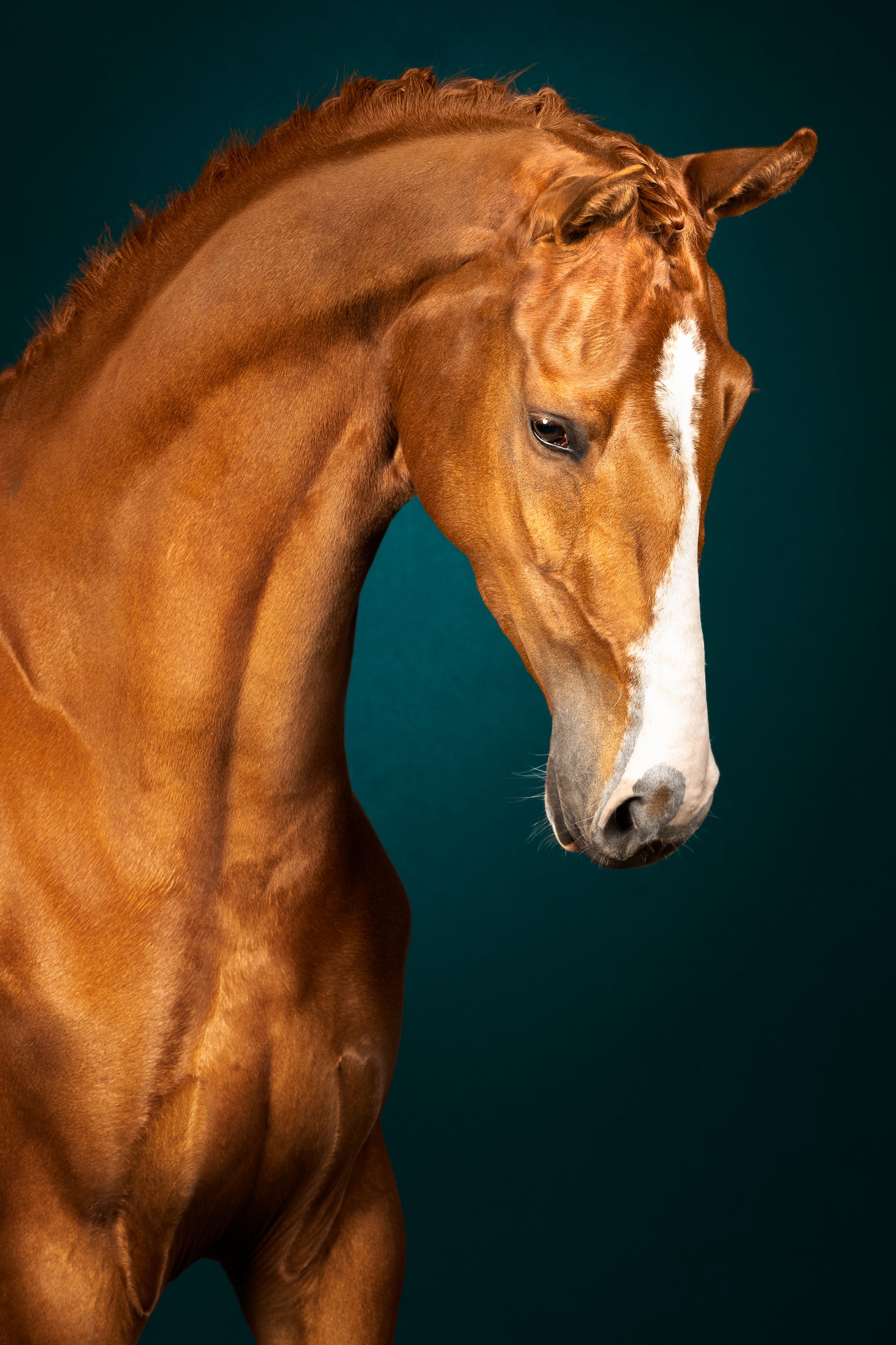 Equilights studiofotografie fine art kwpn vos petrolblauw achtergrond.jpg