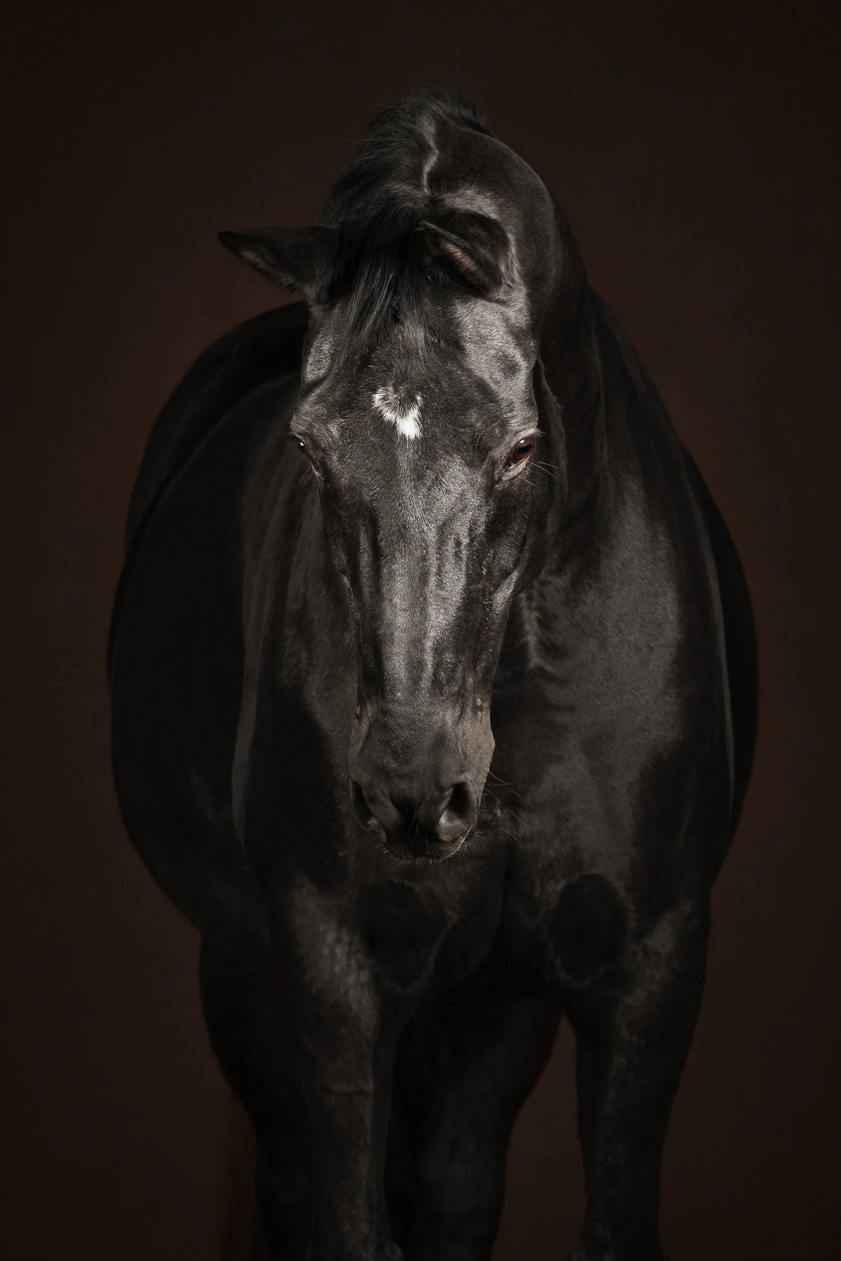 Equilights equine fine art zwart paard fotostudio.jpg