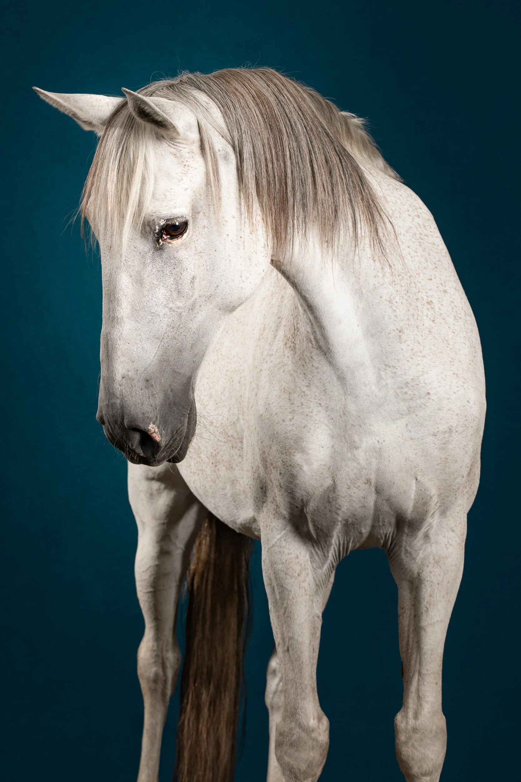 Equilights pre paard fine art studio paardenfotografie schimmel blauwe achtergrond.jpg
