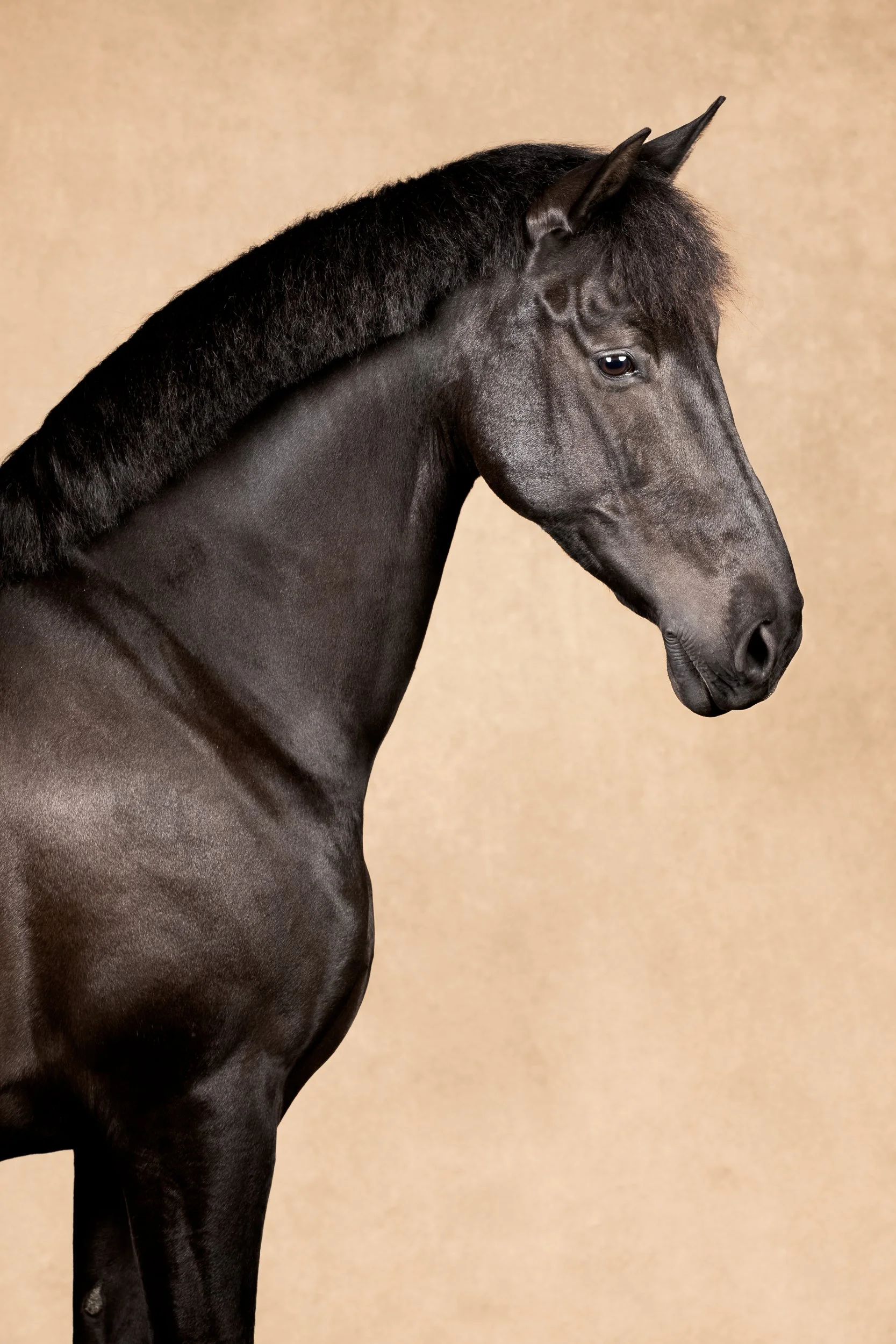 Equilights equine fine art portret pre zwart paard in mobiele fotostudio met flitslicht tegen beige achtergrond.jpg