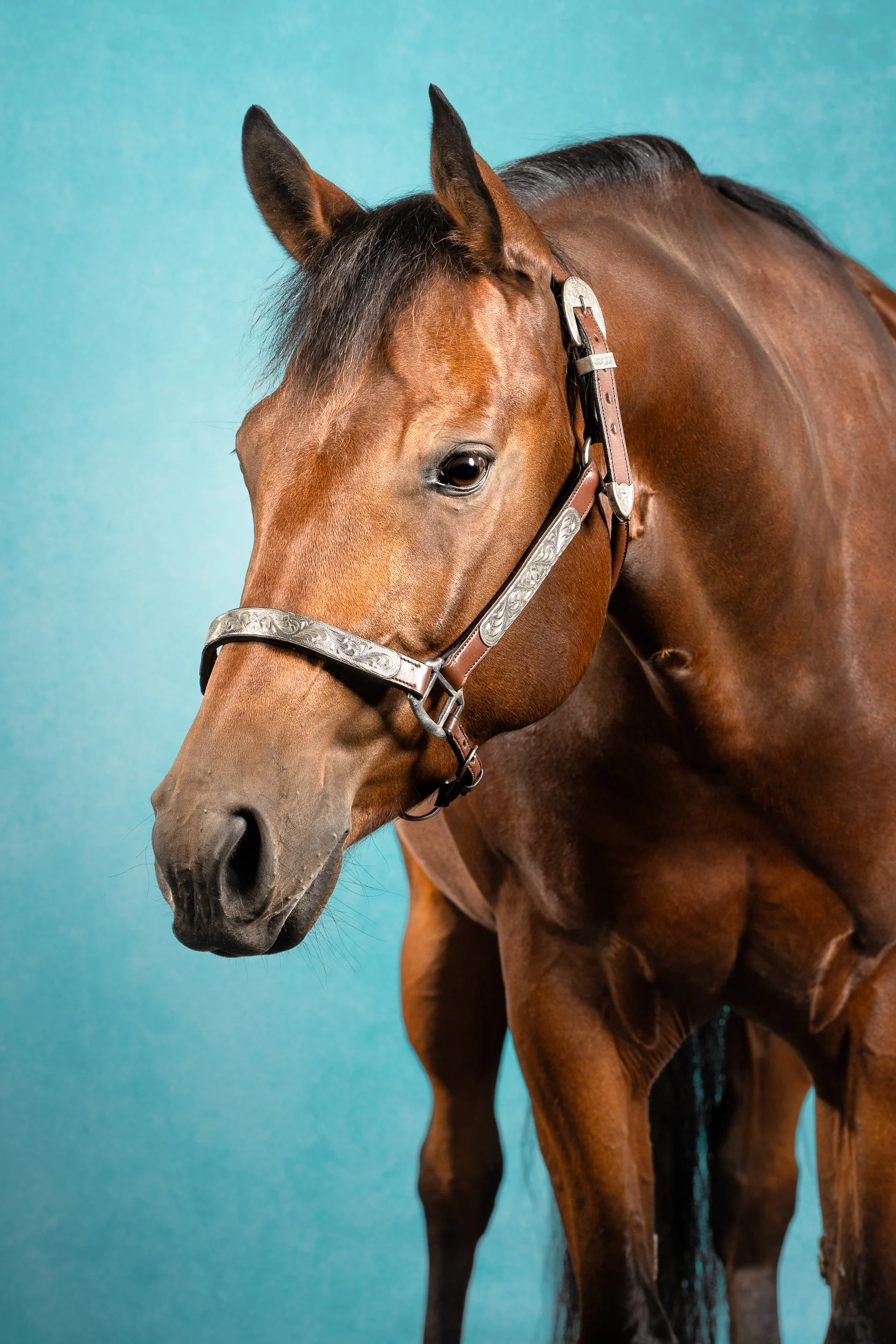 Equilights flitslicht studio quater horse paardenfotograaf fine art lichtblauw.jpg